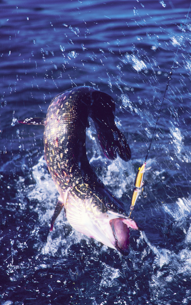 北极鲶鱼#北极鲶鱼调查结果,鱼太大,水太深,所以需要时间更长.