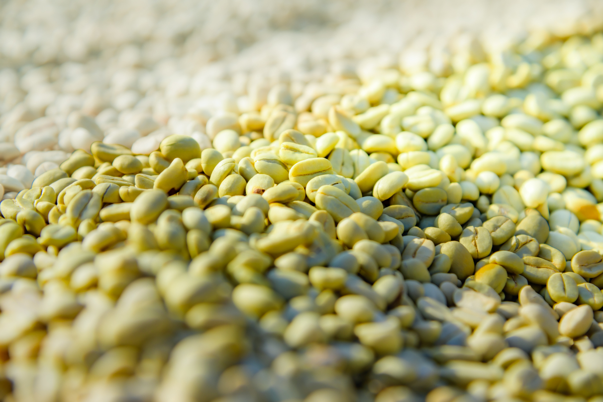 越南林同咖啡豆 罗布斯塔 咖啡果实