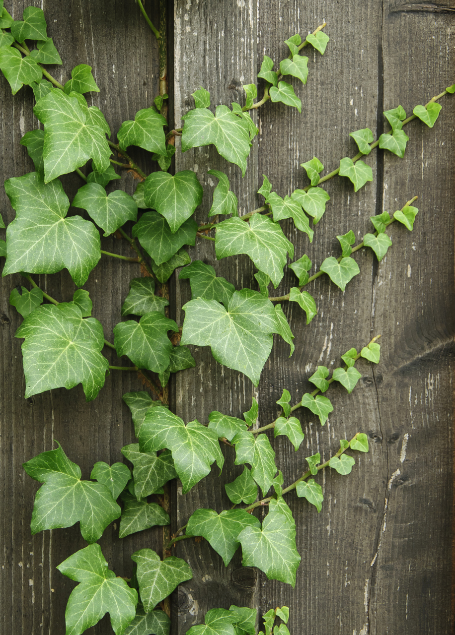 正确浇水是常春藤健康生长的关键,需要注意土壤湿度,水质,浇水频率和
