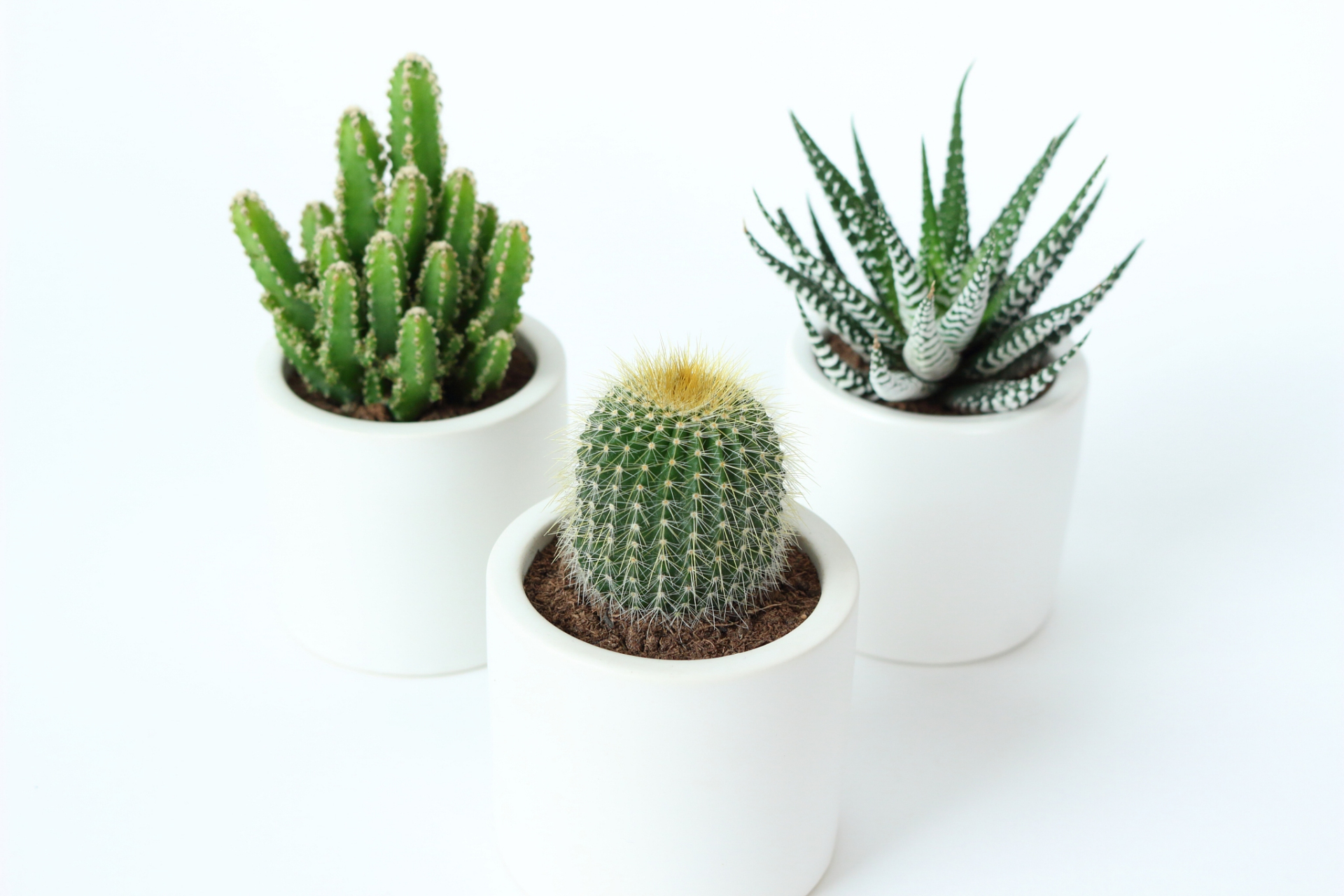 冬天适合养的植物:"仙人掌"适应干燥环境的植物,能够在冬季轻松生存.