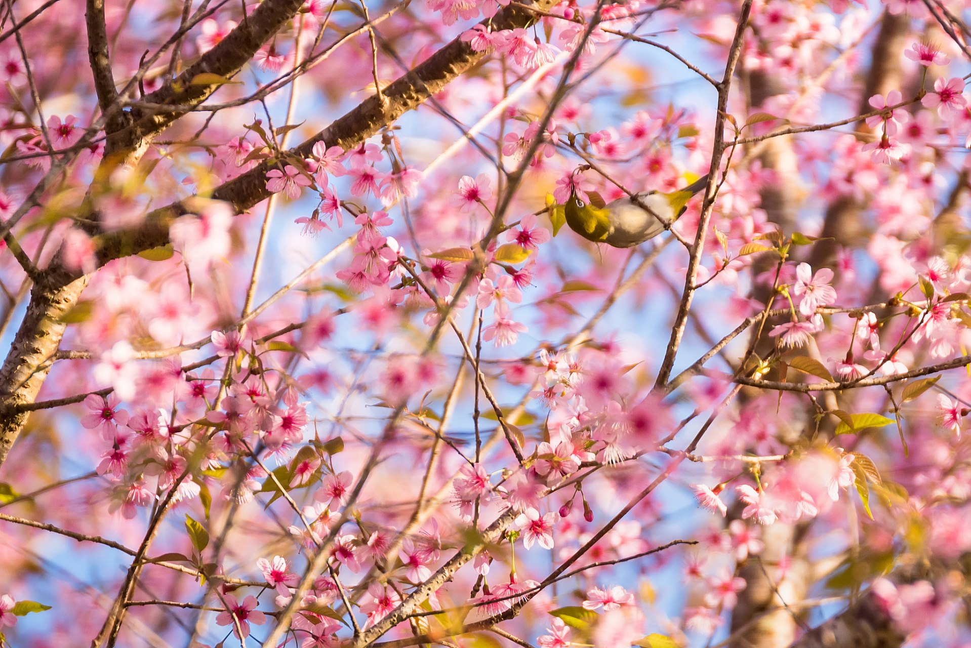 春游恭王府的樱花林,是春天的调色板,粉色的花瓣如梦幻般的诗篇,我