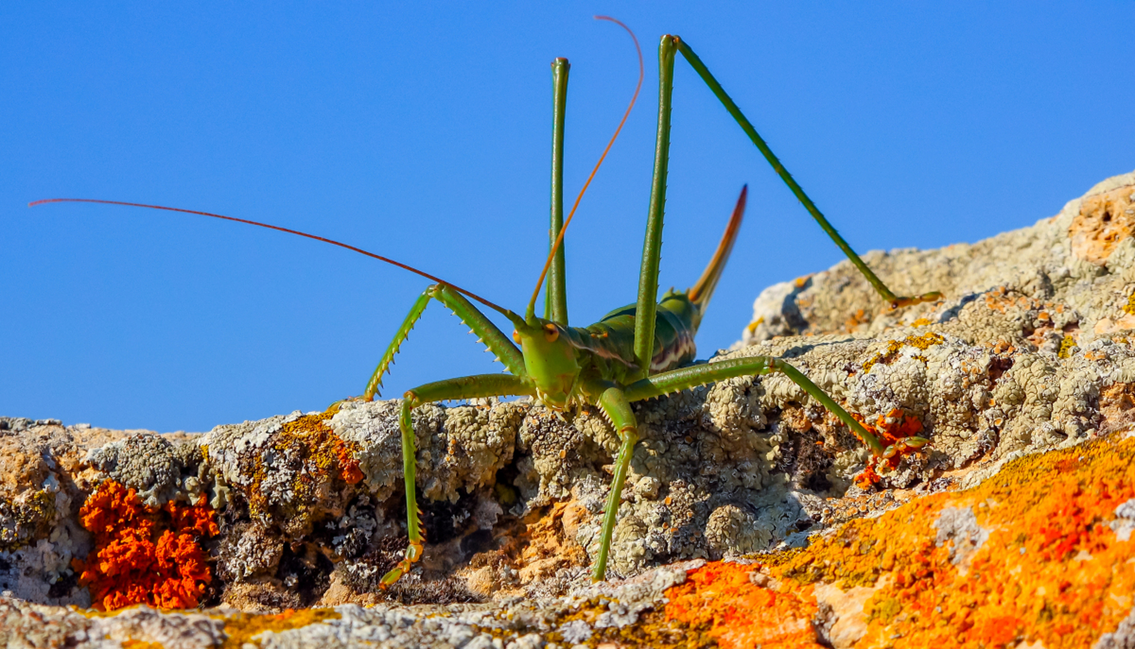 蟋蟀的鸣叫声,源自翅膀振动,频率音调各异,传递信息,娱乐价值.