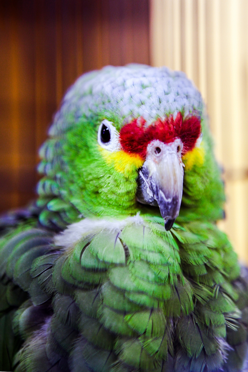 鹦鹉是绚丽多彩的鸟类,它们的外形特征可谓千姿百态,各具特色.