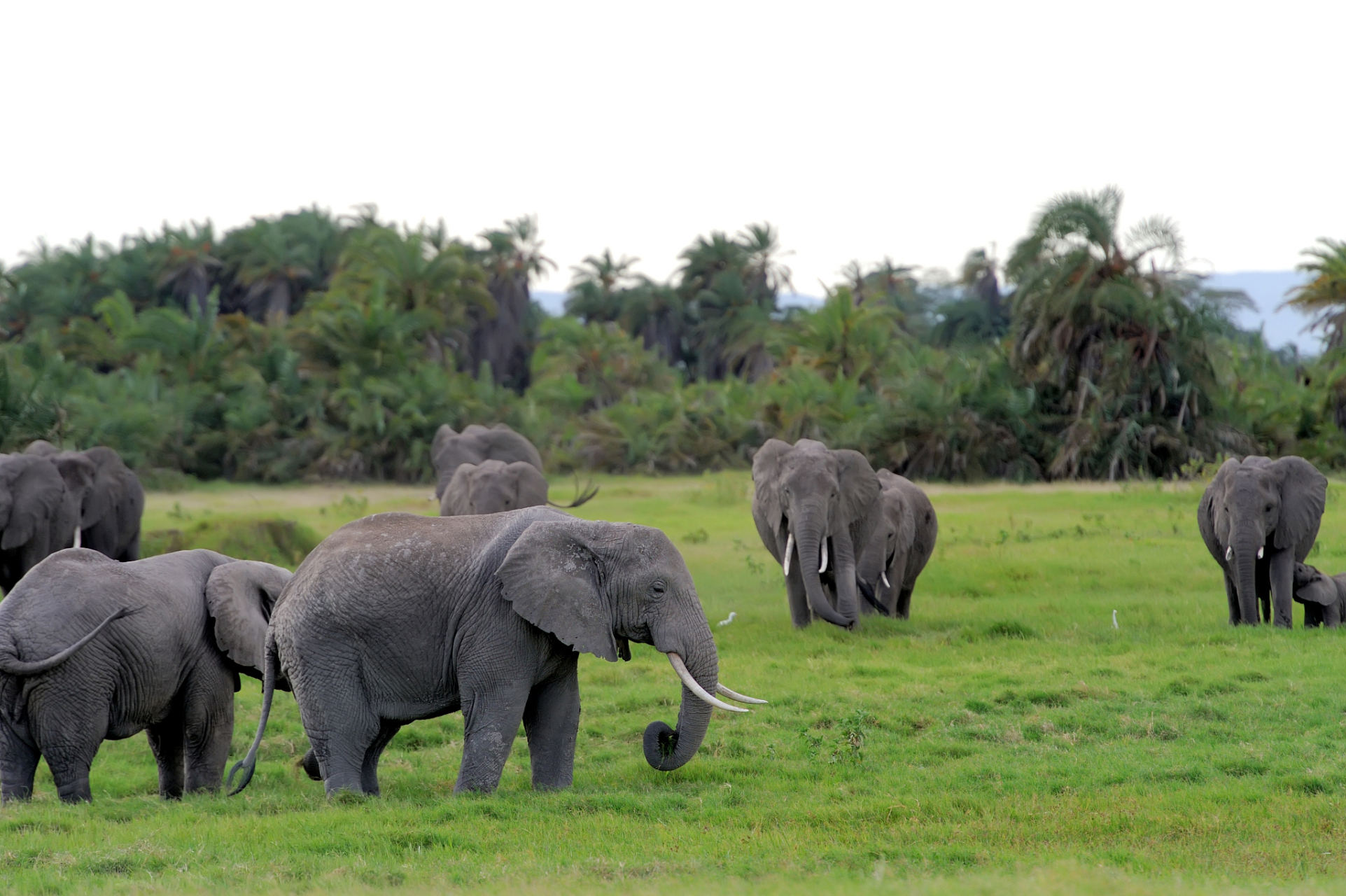 43头野生亚洲象群在云南磨憨镇出没,破坏农作物令人忧心.