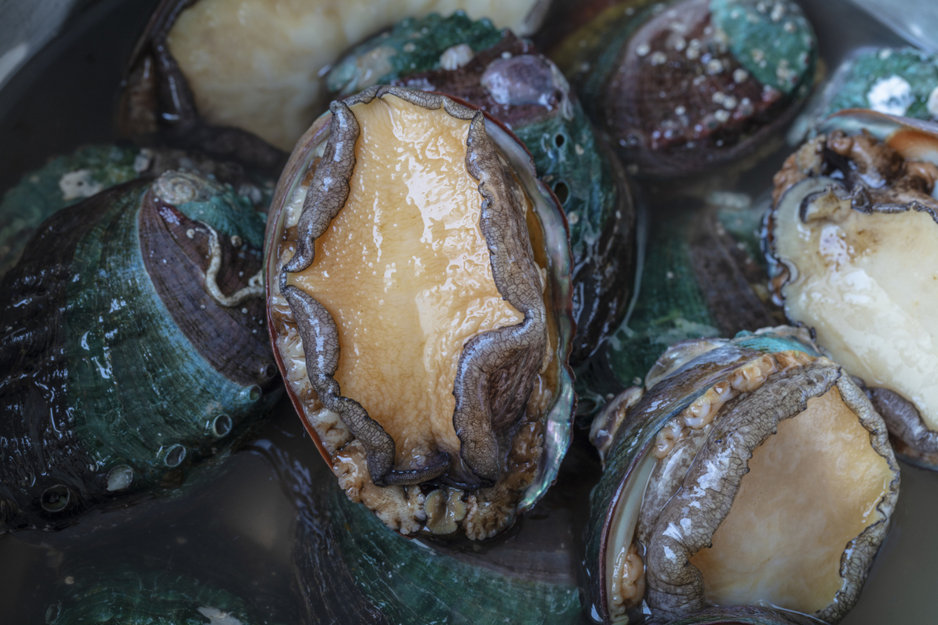 摘要: 鲍鱼作为海洋珍馐,拥有丰富的营养和独特风味.