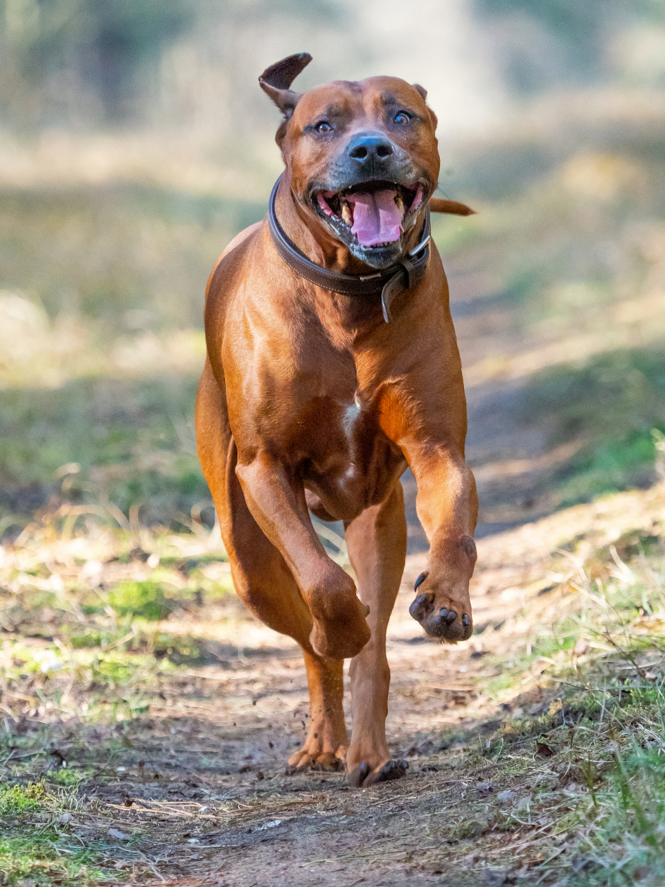 想知道比特犬和藏獒谁更厉害吗?这可不容易说!比特耐力无敌,斗志旺盛