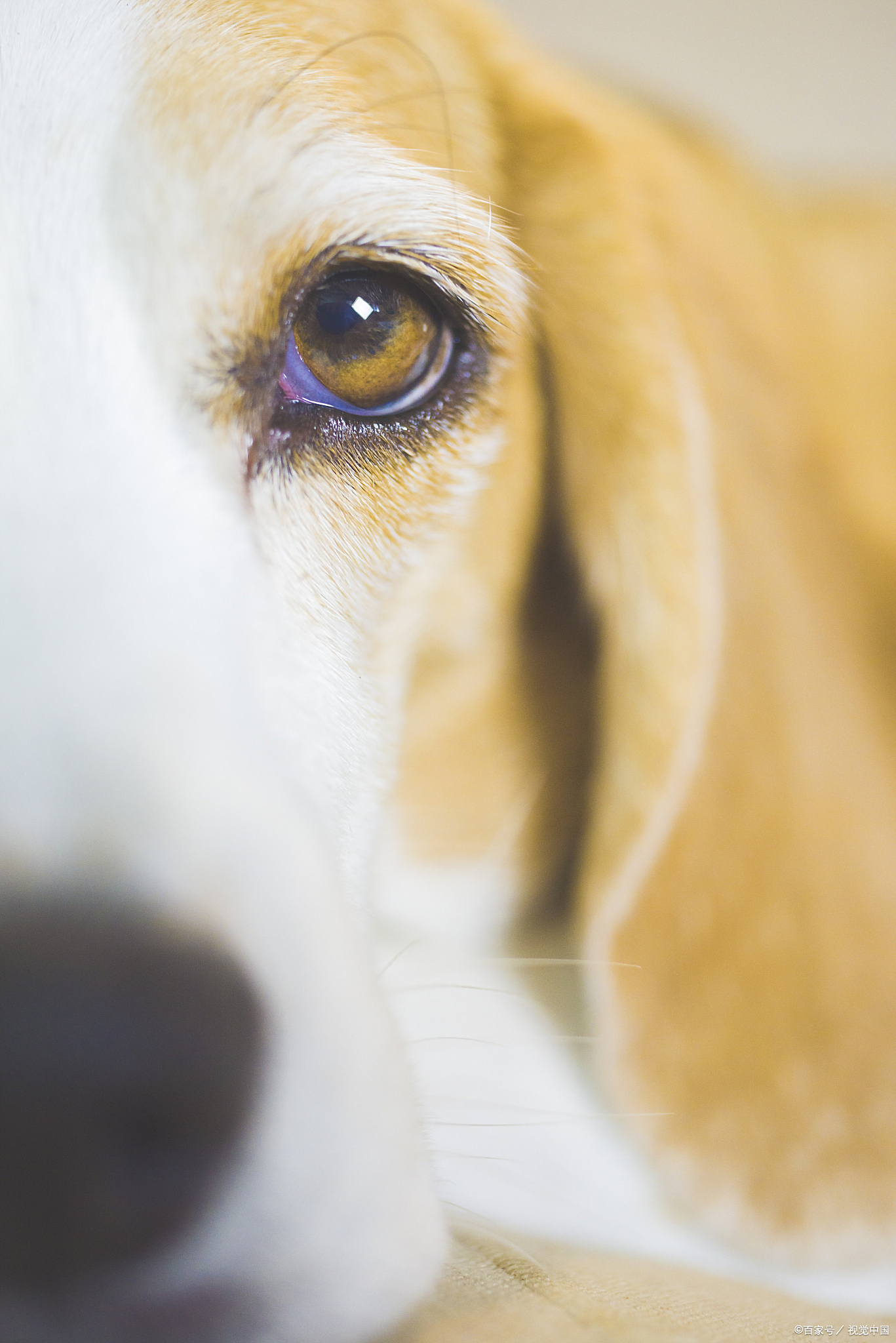 狗狗的眼睛上为什么会有一层白膜?