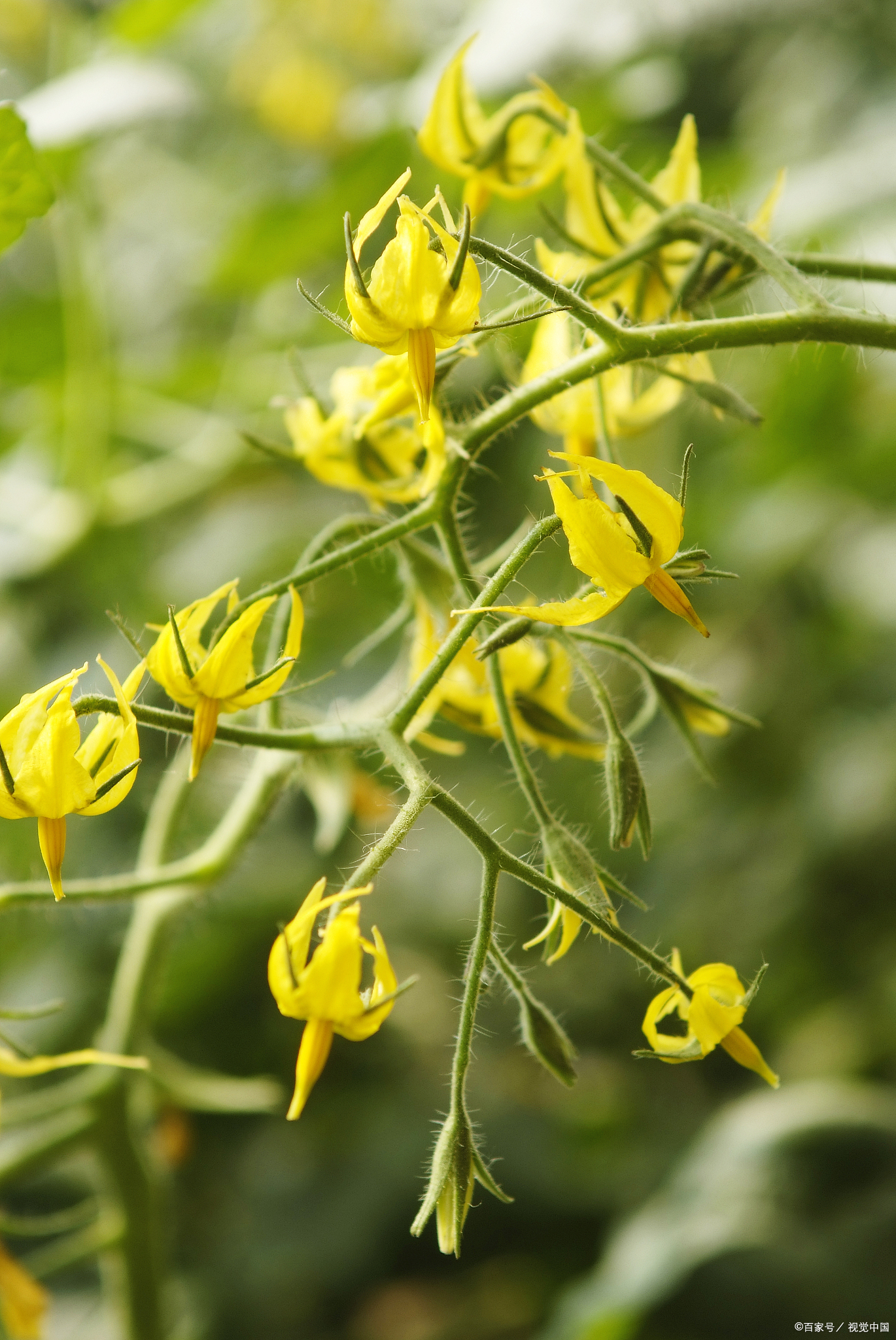番茄开花后怎么管理