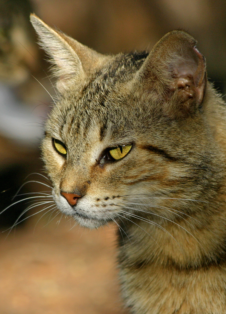 为什么东西方都有猫有九条命这种说法 猫有九条命是一个广为流传的