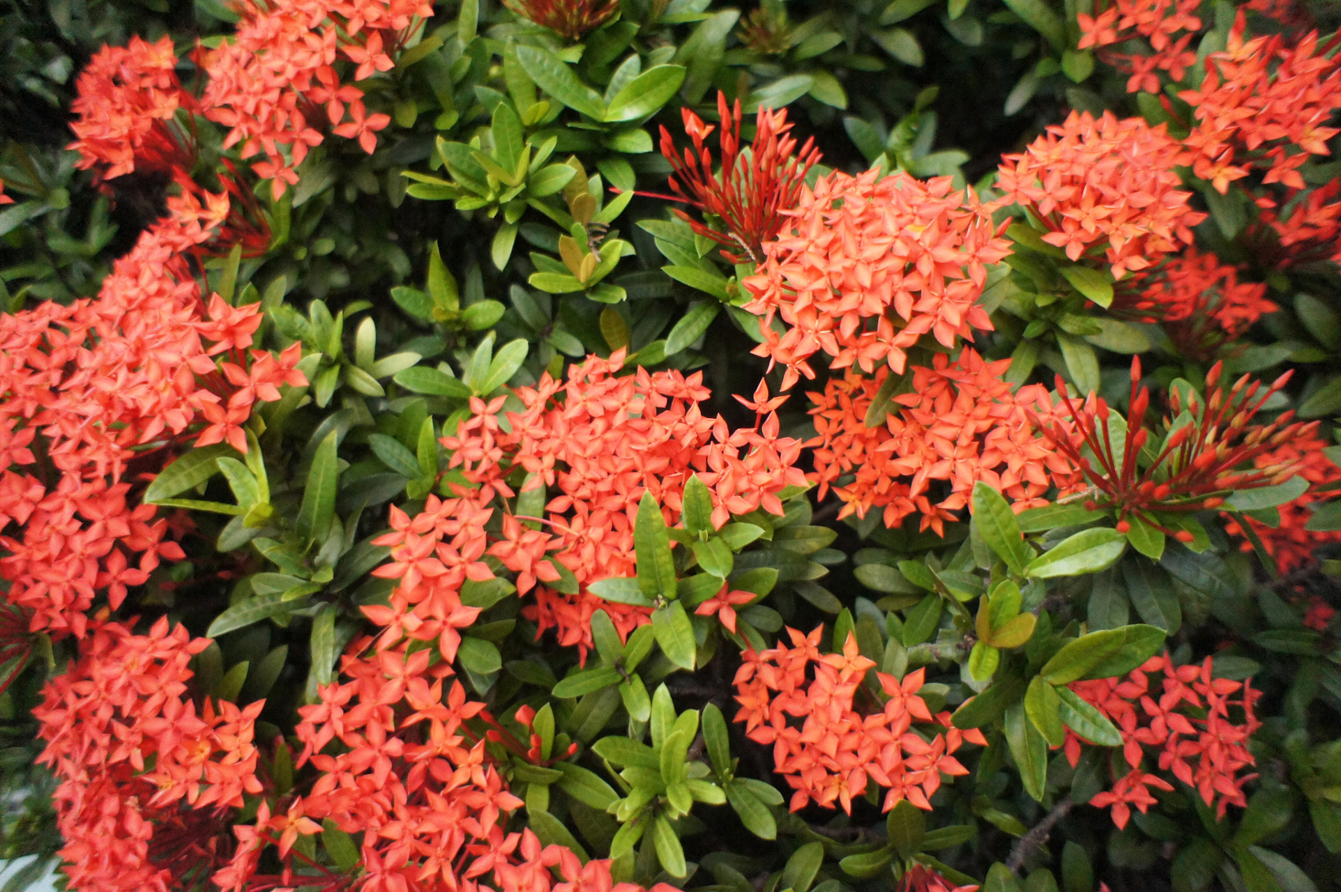 龙船花,又称为"山丹"或"红绣球",是一种常绿灌木,通常生长在热带和