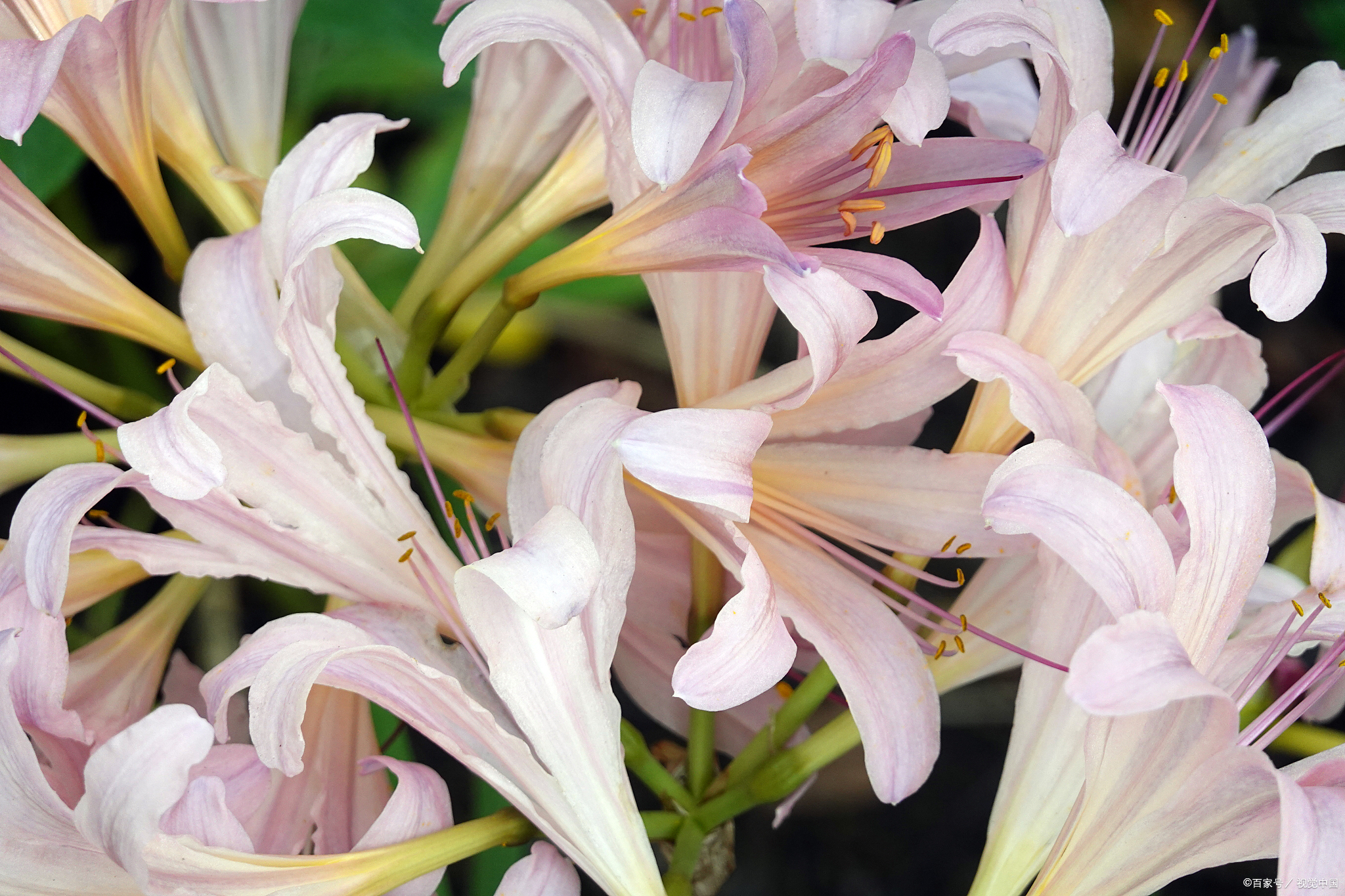 狐尾百合的花语:美丽与纯洁的象征