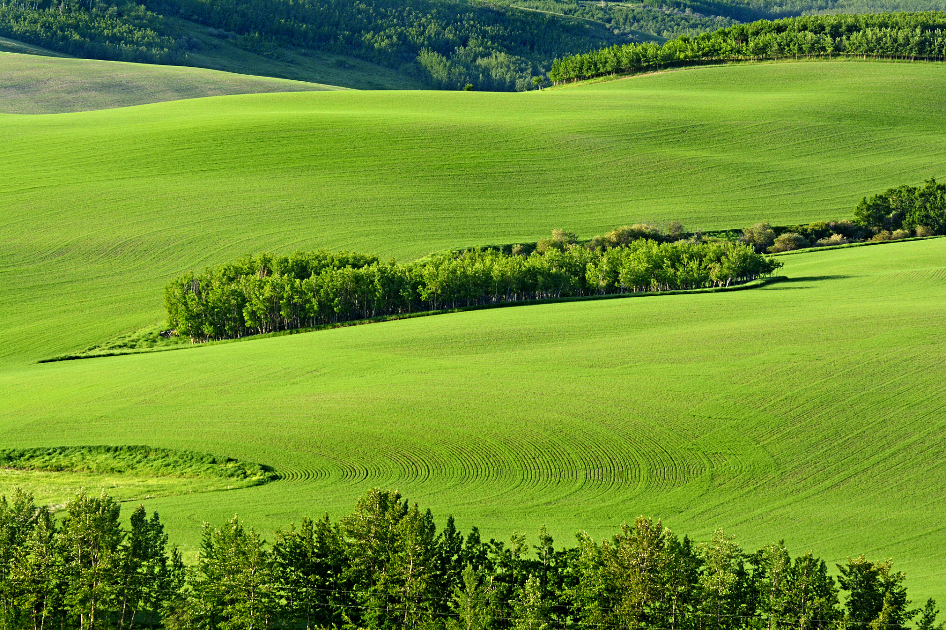 嬉行记# 大草原上的风,吹过一望无际的绿色,让人心旷神怡.