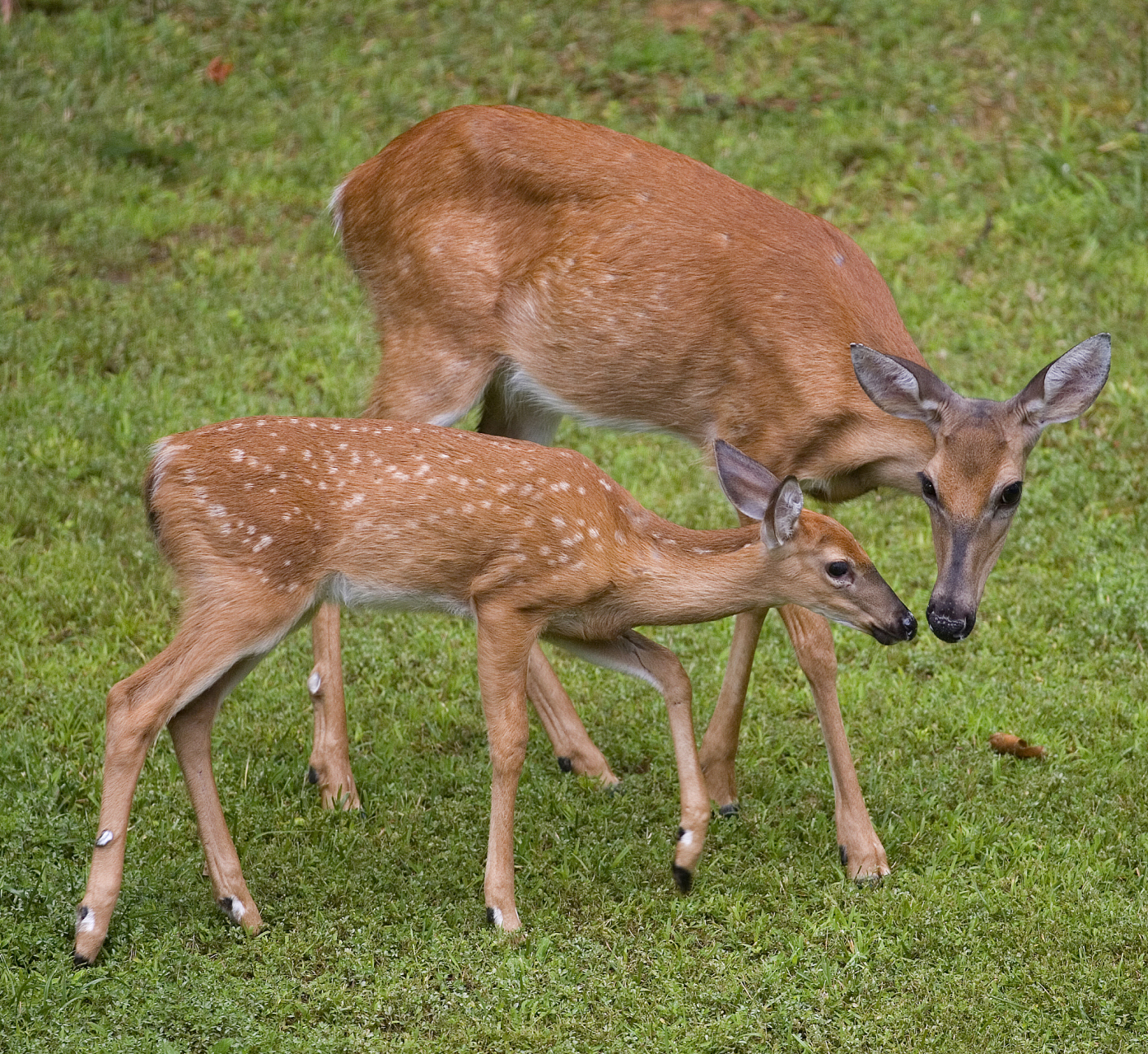 雄性追求雌性:在交配季节,雄性梅花鹿会追逐雌性来表示求偶意愿.
