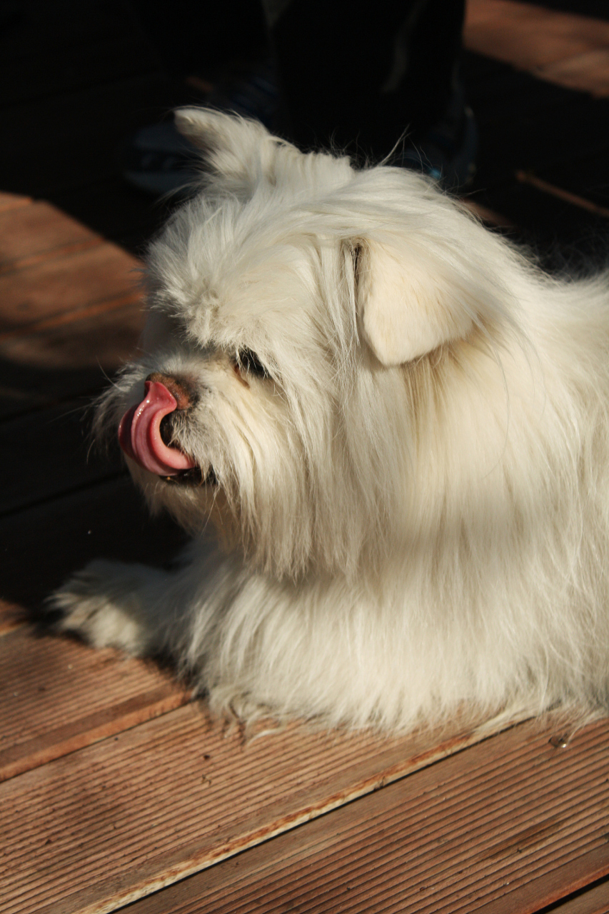 拉萨犬,别名西藏犬,是一种具有悠久历史和独特高原生活习性的犬种.
