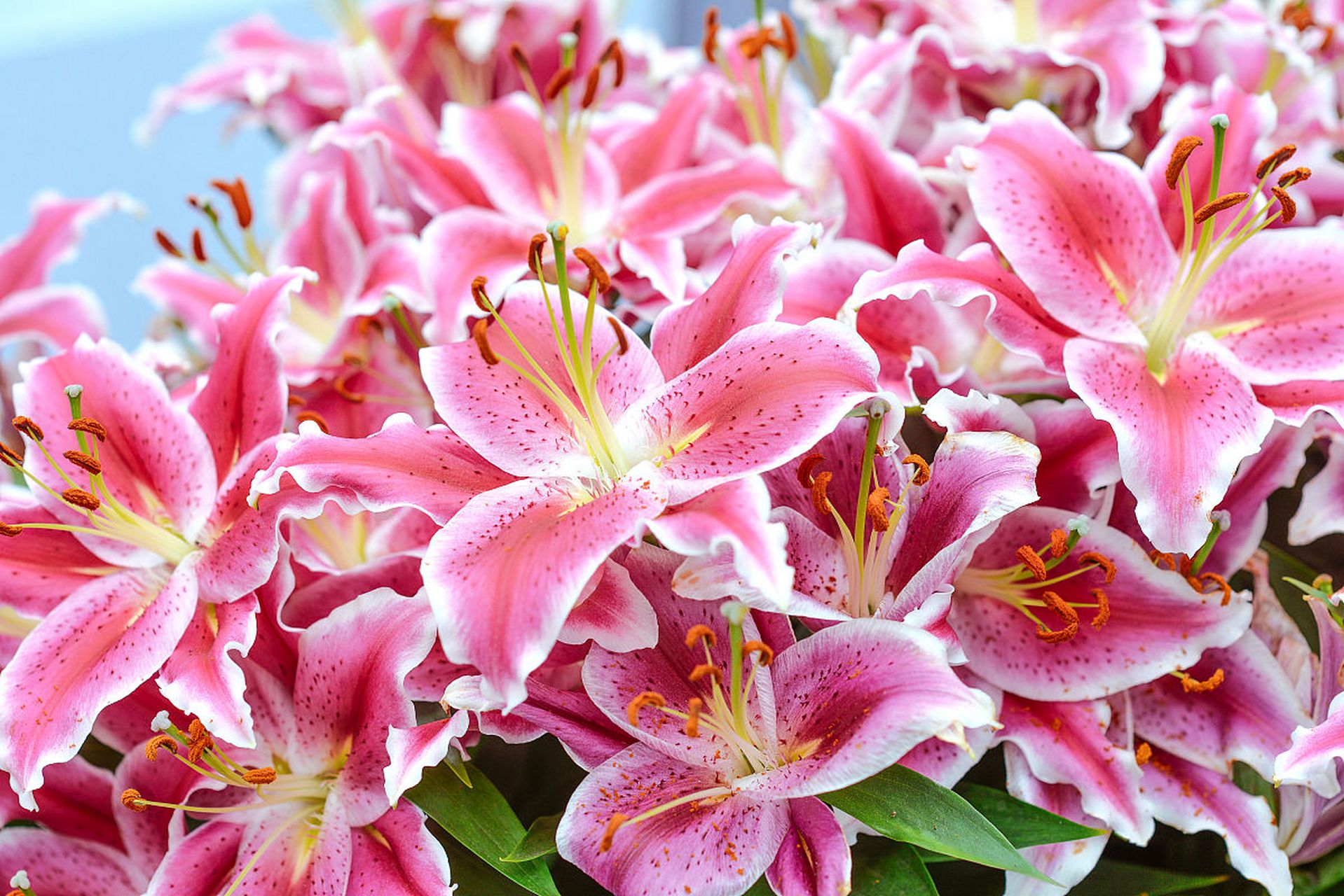 避免过度施肥和频繁移动.[原文:百合杜鹃花的养殖方法和注.