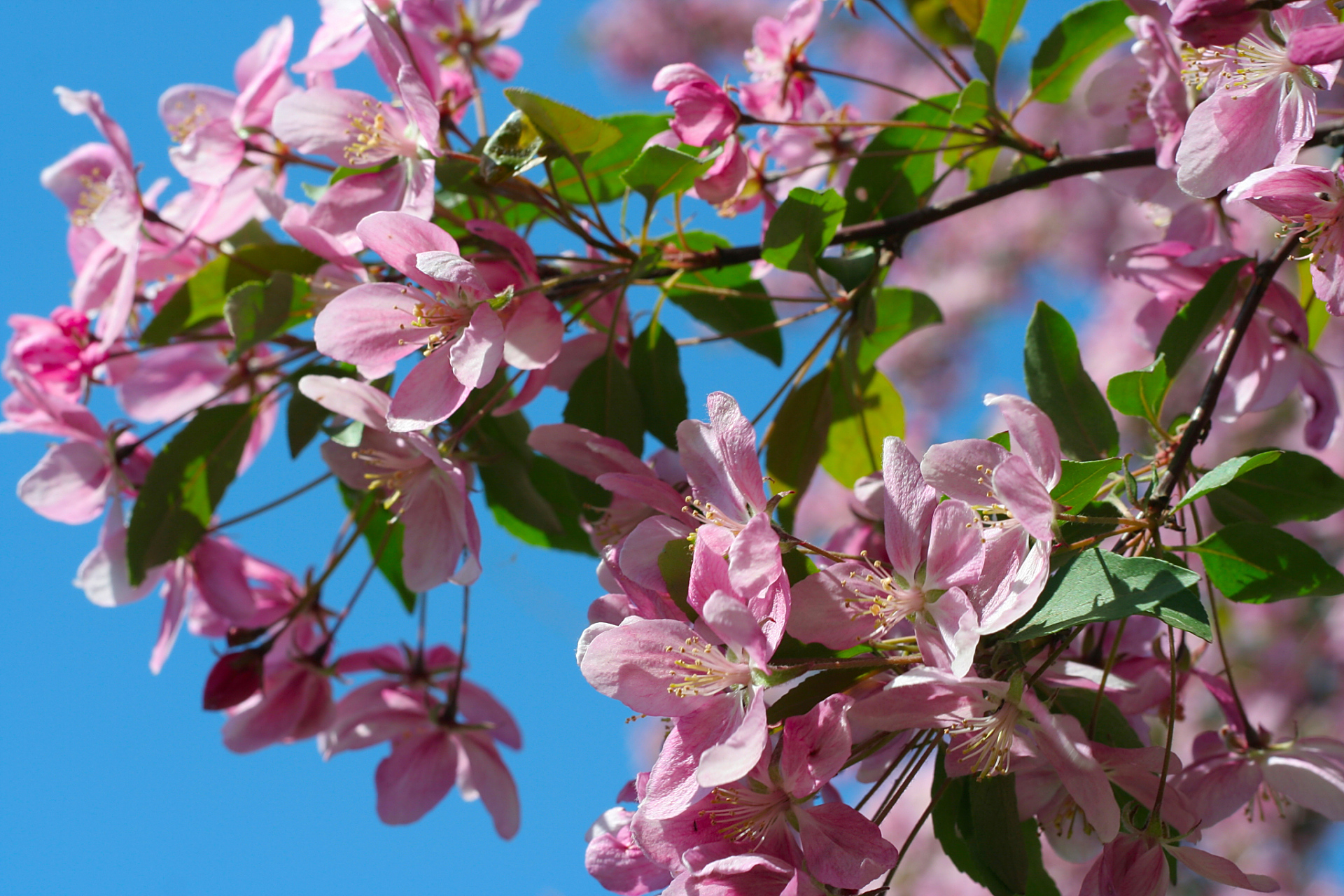 2024年4月19日旅游热点    近日,北京花中"西施"垂丝海棠花进入盛花期