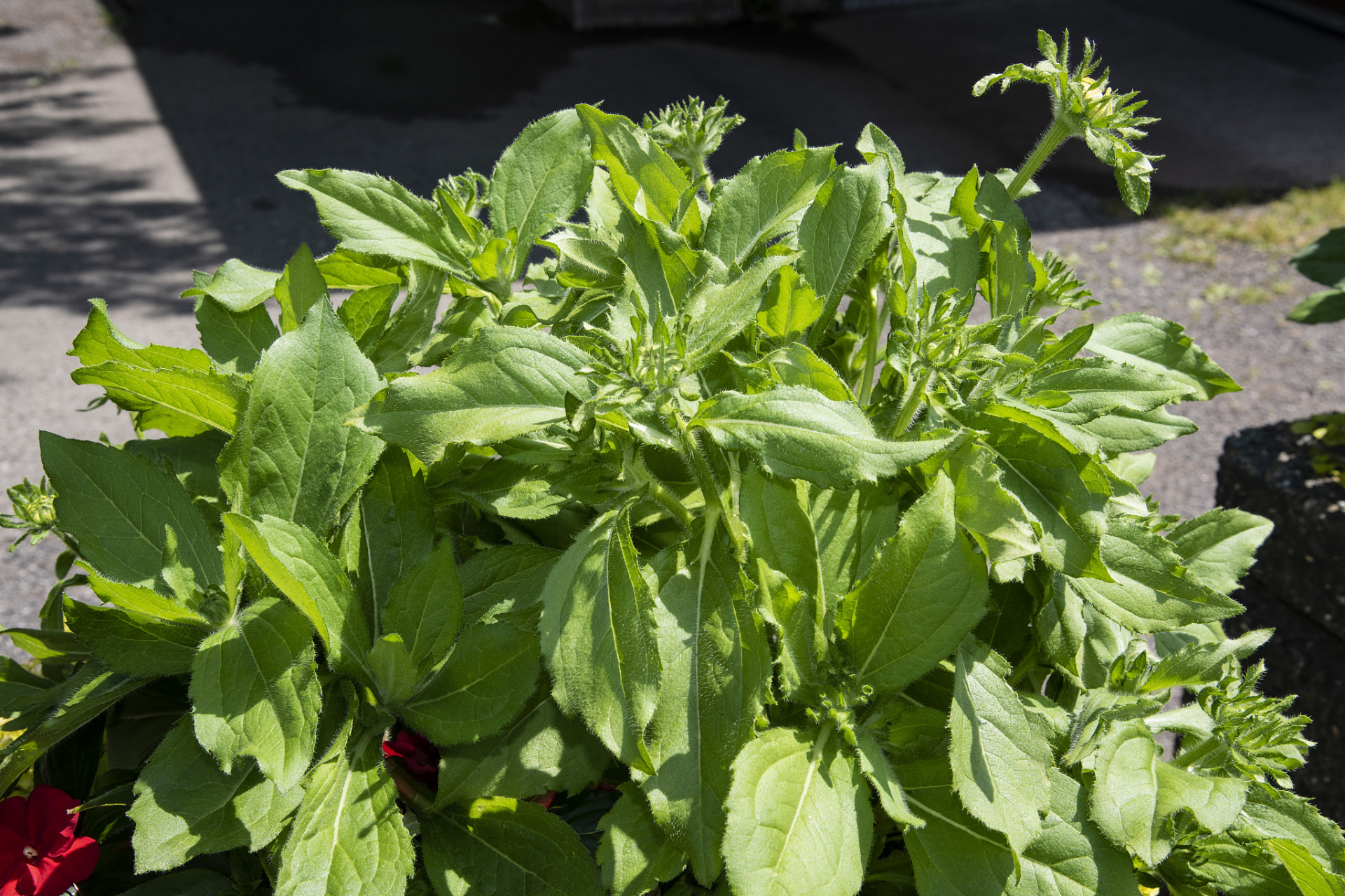 车轱辘菜泡水喝的功效与作用	车轱辘菜一般是指车前,车前泡水喝一般有