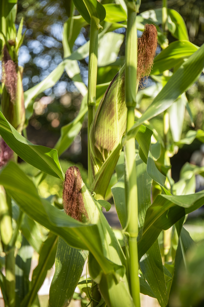 华科198玉米种子特征特性#  华科198玉米种子是一种高产,耐寒,抗驳哪