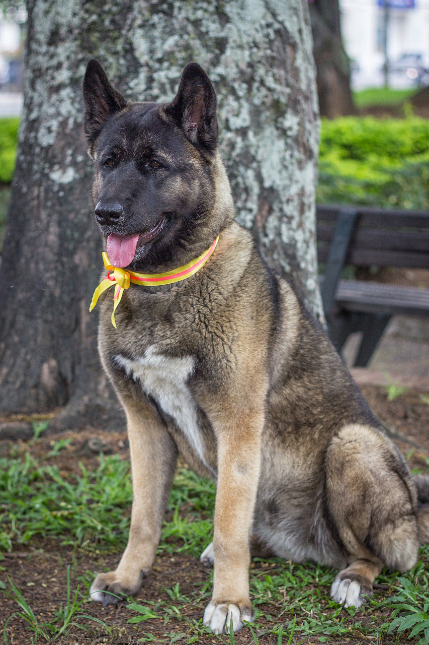 狼青犬缺点:有时过于警觉导致攻击性强,需要较大运动量,掉毛多,易患
