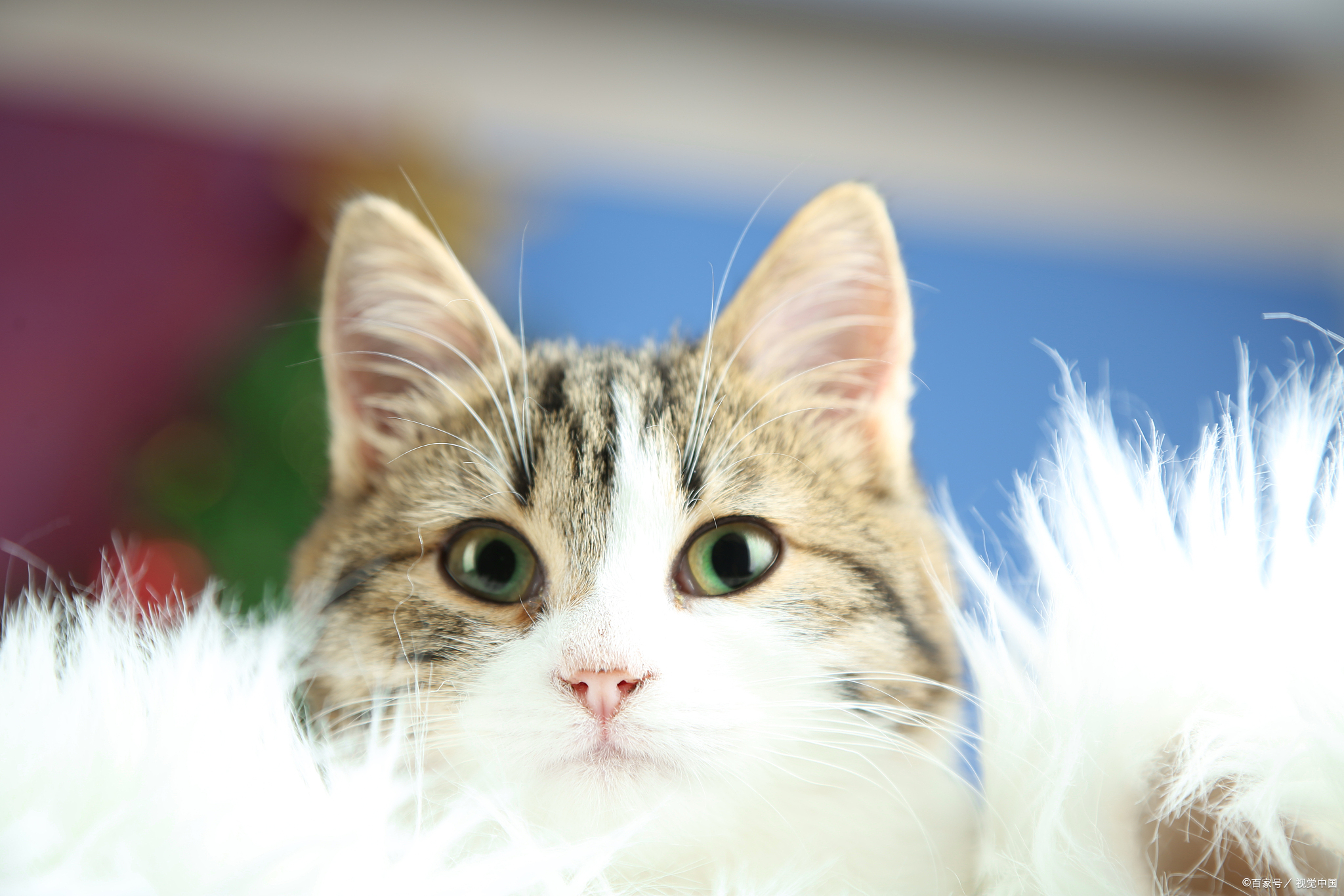 1.有时候,猫咪的挑食可能是它们身体不适的信号.