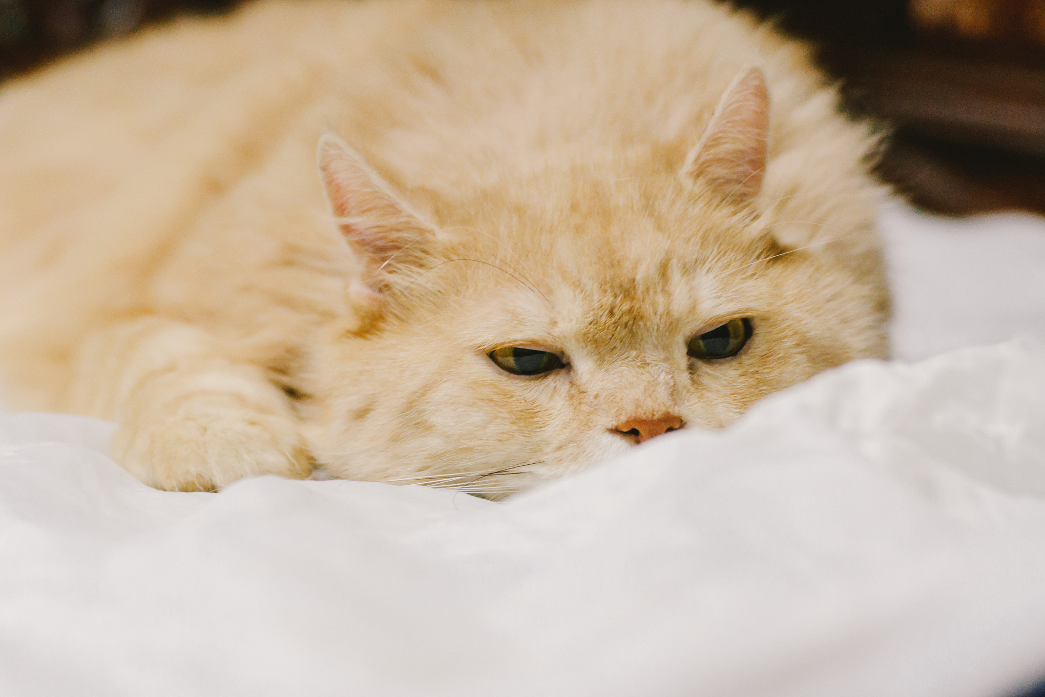 避免交叉感染,定期体检,合理饮食和维猫感冒猫咪生病不舒服图片猫咪