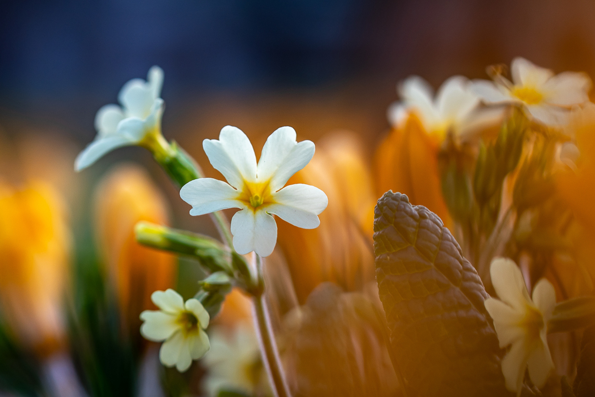 人的一生短暂且珍贵,应珍惜当下,关注健康,珍惜时间,珍惜感情,不辜负