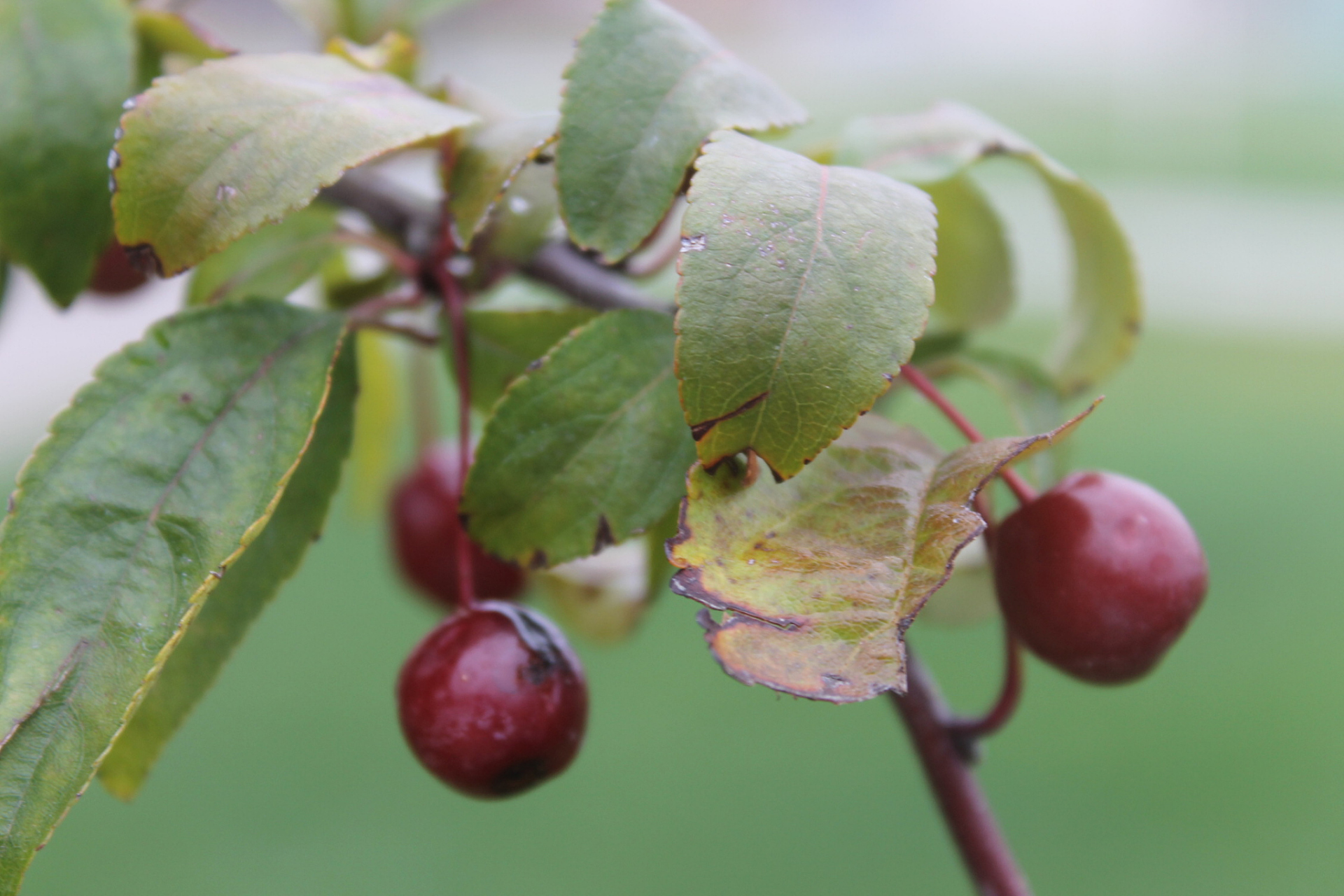 紫叶李,是一种流行的观赏性植物,因其紫色叶子和美丽的花朵而受到欢迎