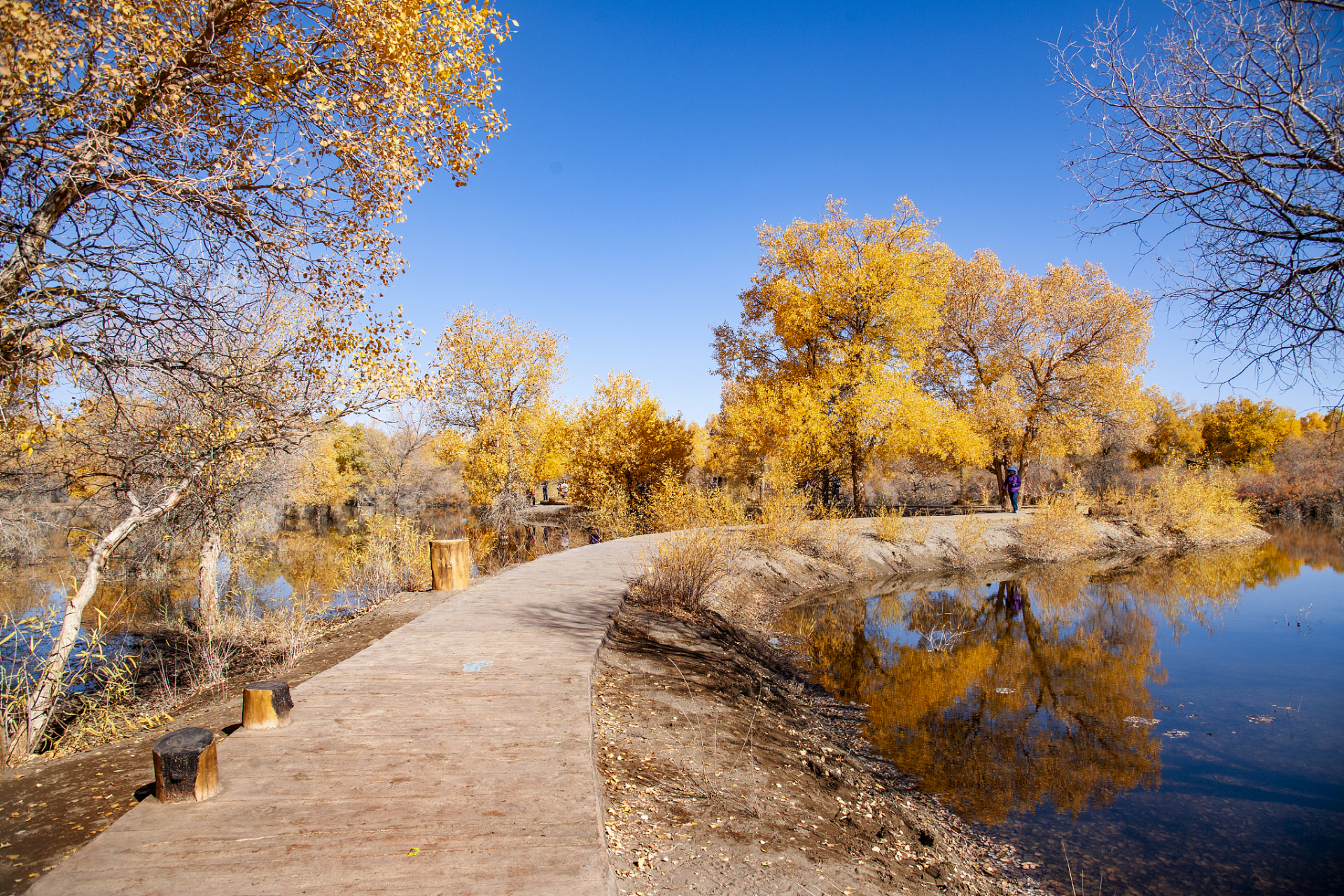 嬉行记# 敦煌胡杨小路,是一个神奇而迷人的地方.