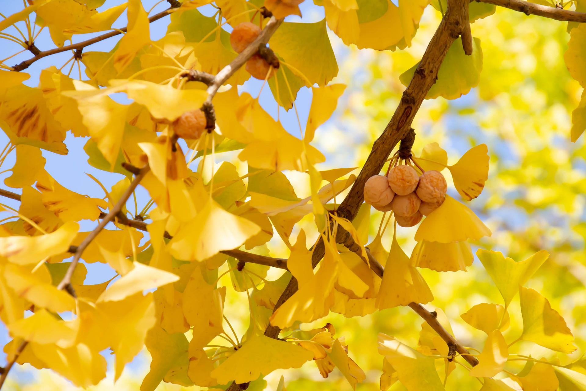 我眼中的秋天# 在云南的秋天,银杏树是一道独特的风景.