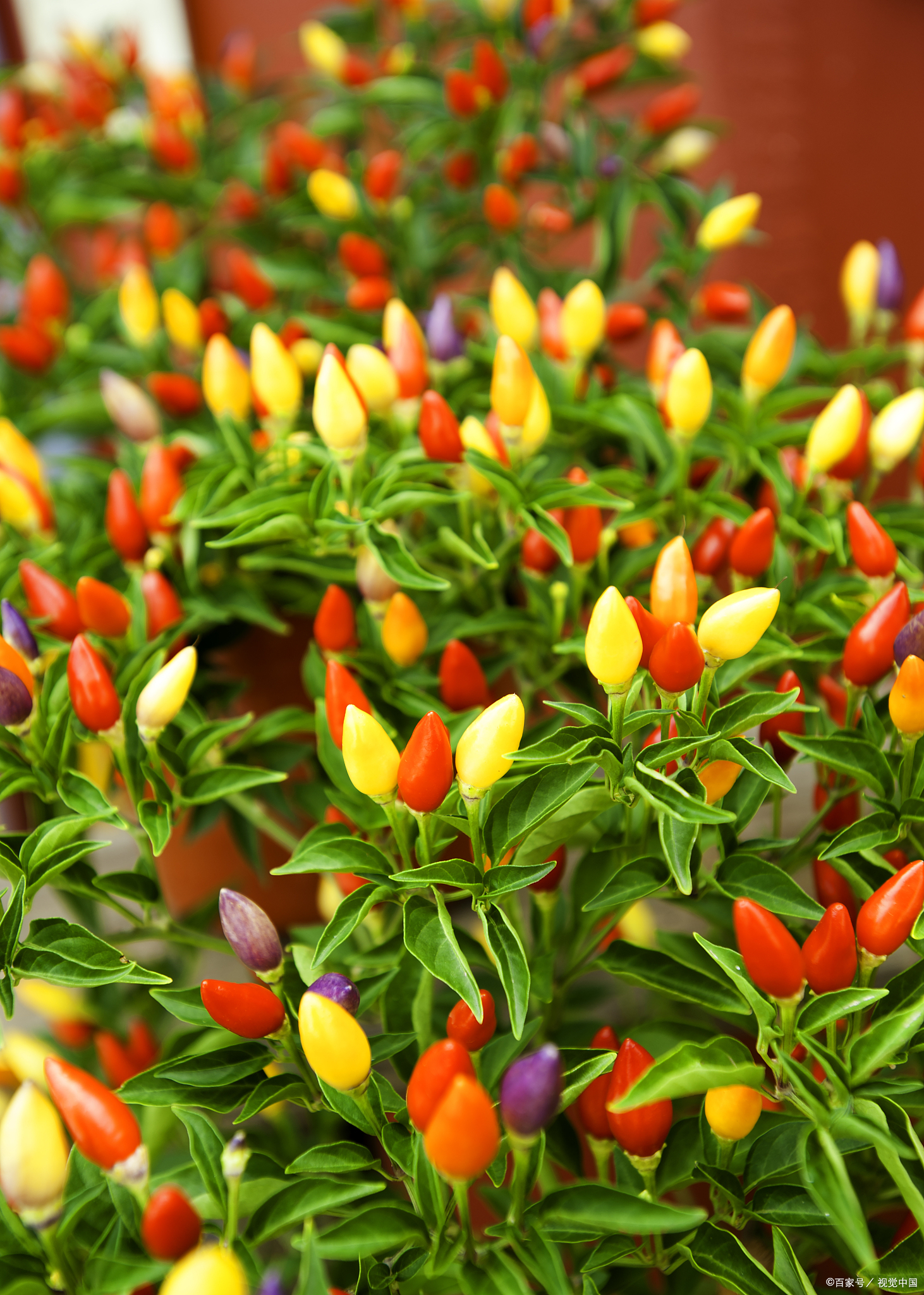 七彩辣椒的种植方法和养护