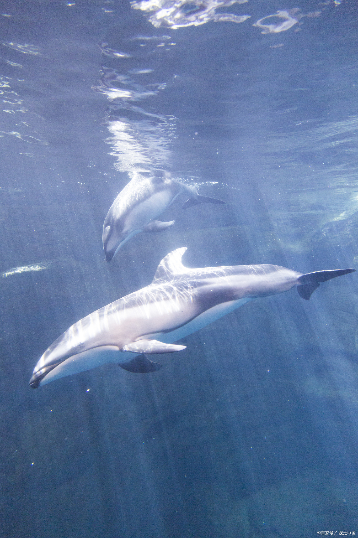 泪目!长江女神白鳍豚濒危,我们还能做些什么?
