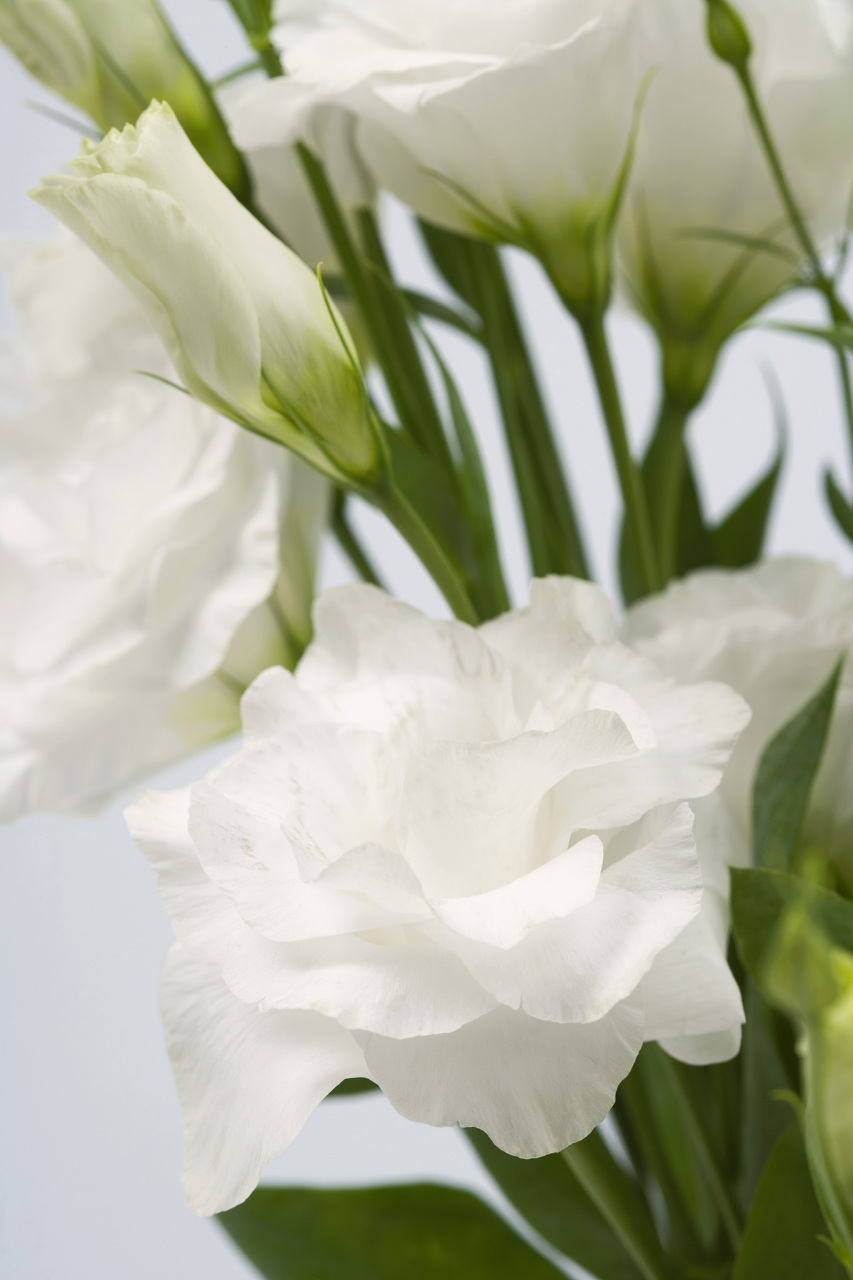 清新淡雅的洋桔梗花# 在这片翠绿的原野中,洋桔梗花犹如一位清械哪