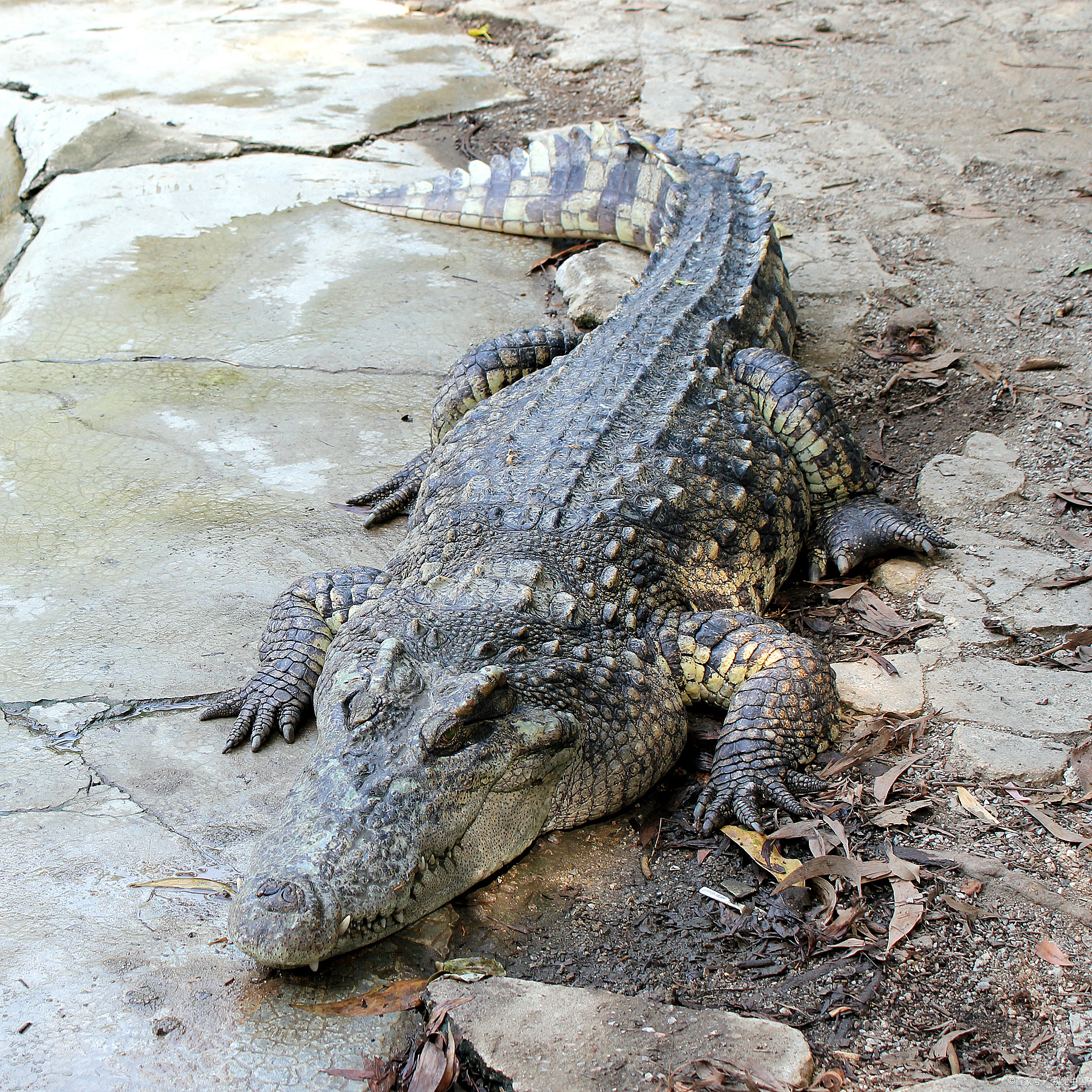 这里,不仅是鳄鱼的王国,更是