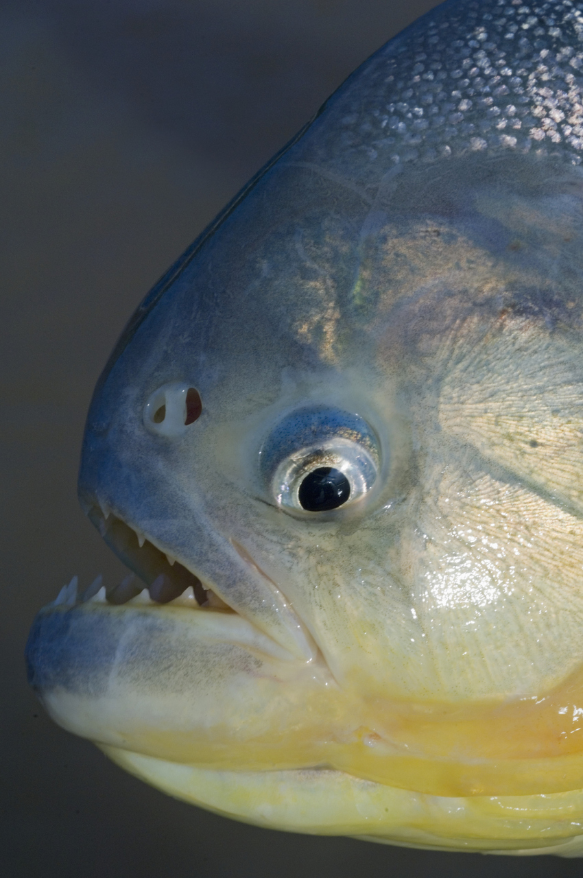 食人鱼这种动物在人们心中一直被描绘成凶猛而贪食的形象,但实际上