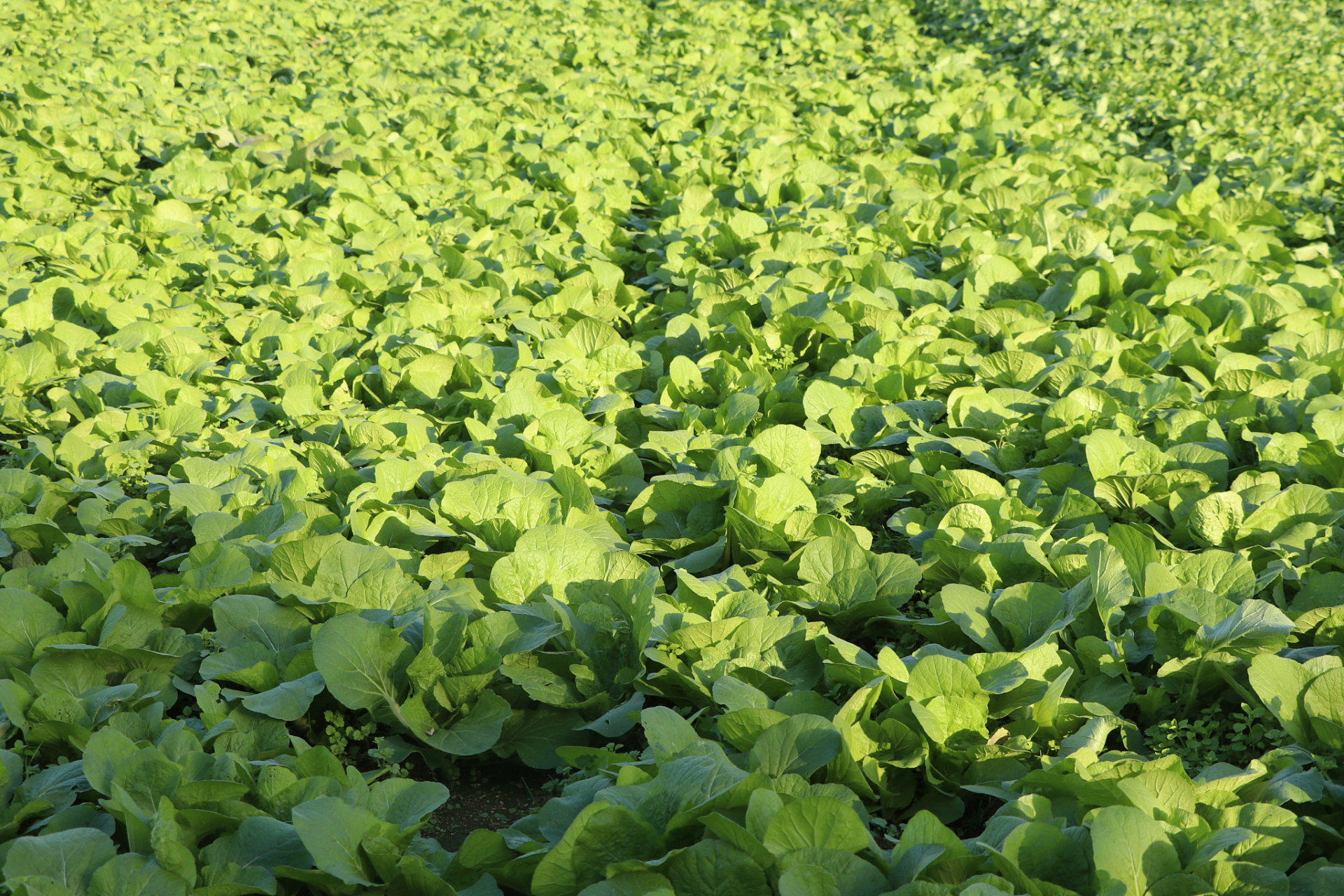 油菜播种最佳时间  油菜的播种最佳时间一般在春季和秋季.