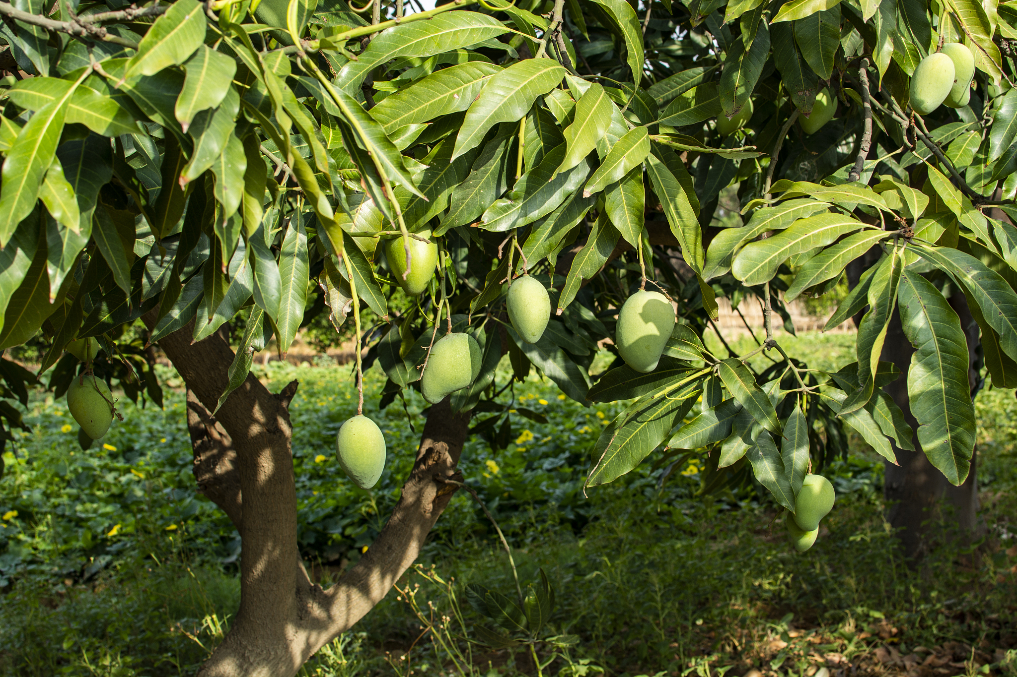 青芒果树种植技巧