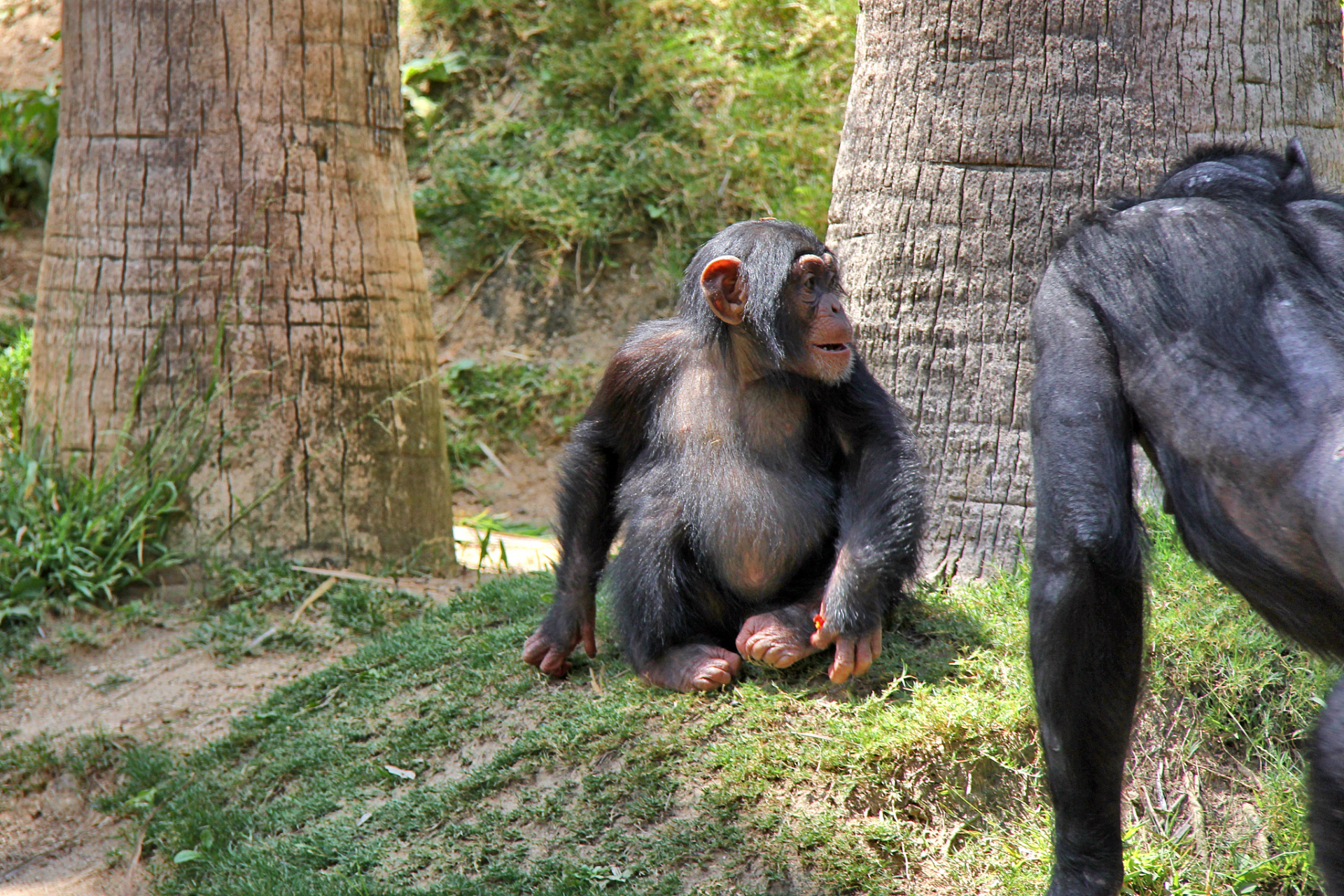 猩猩被游客扔瓶子砸头后扔回反击# 网友爆出吉林一动物园内,一游坑妹
