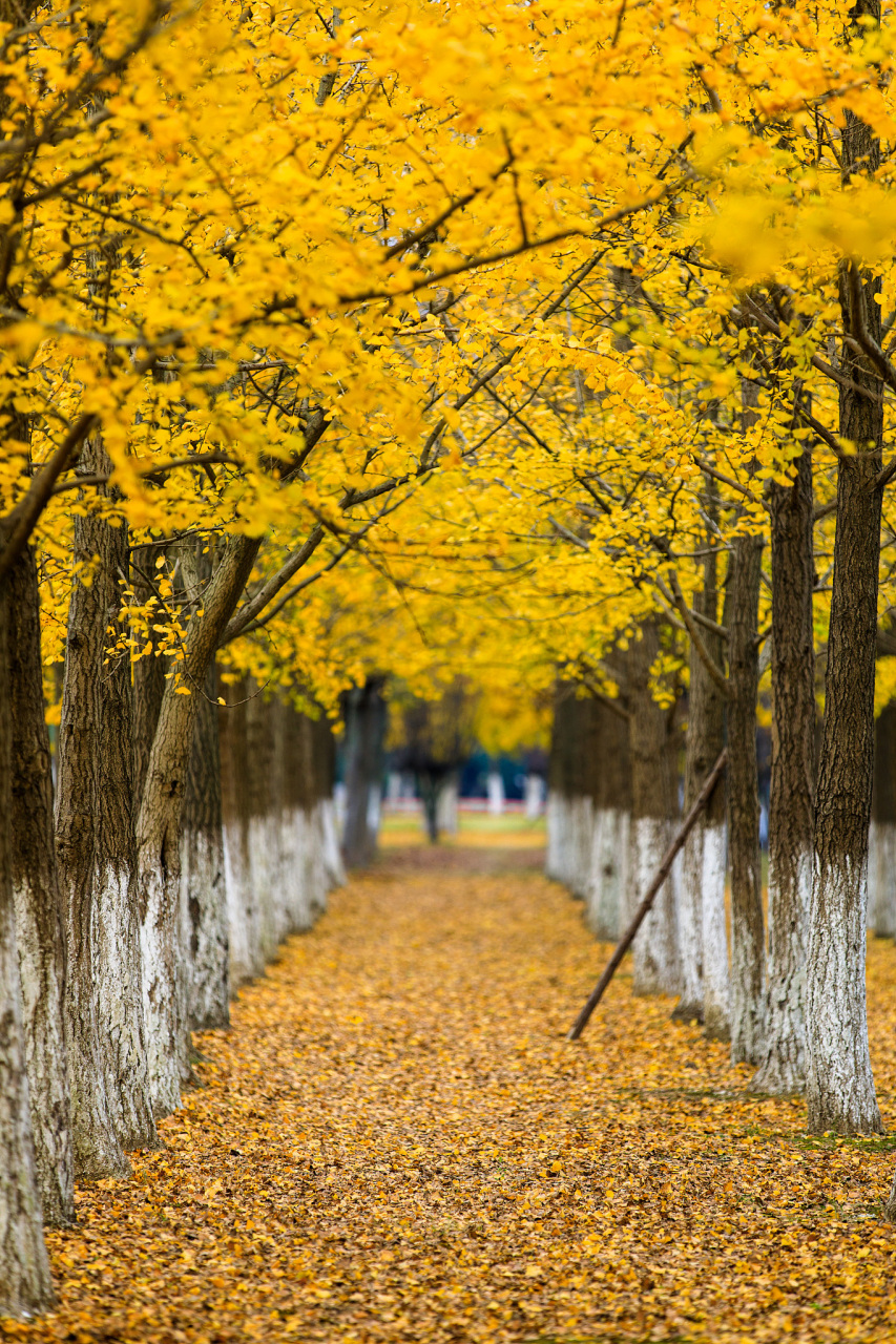 中国的国树银杏树是一种非常常见的树种,许多人可能
