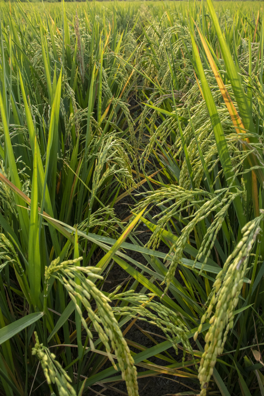 目前公开信息中,没有其他水稻品种参与绥粳18的选