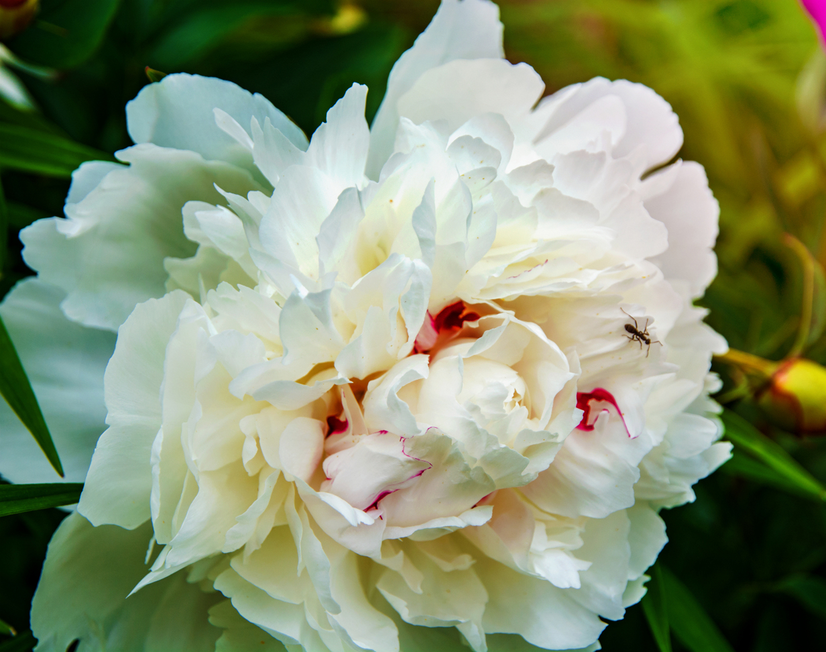 属兔人2024年将迎来泼天富贵,鸿运当头,吉祥如意的一年.