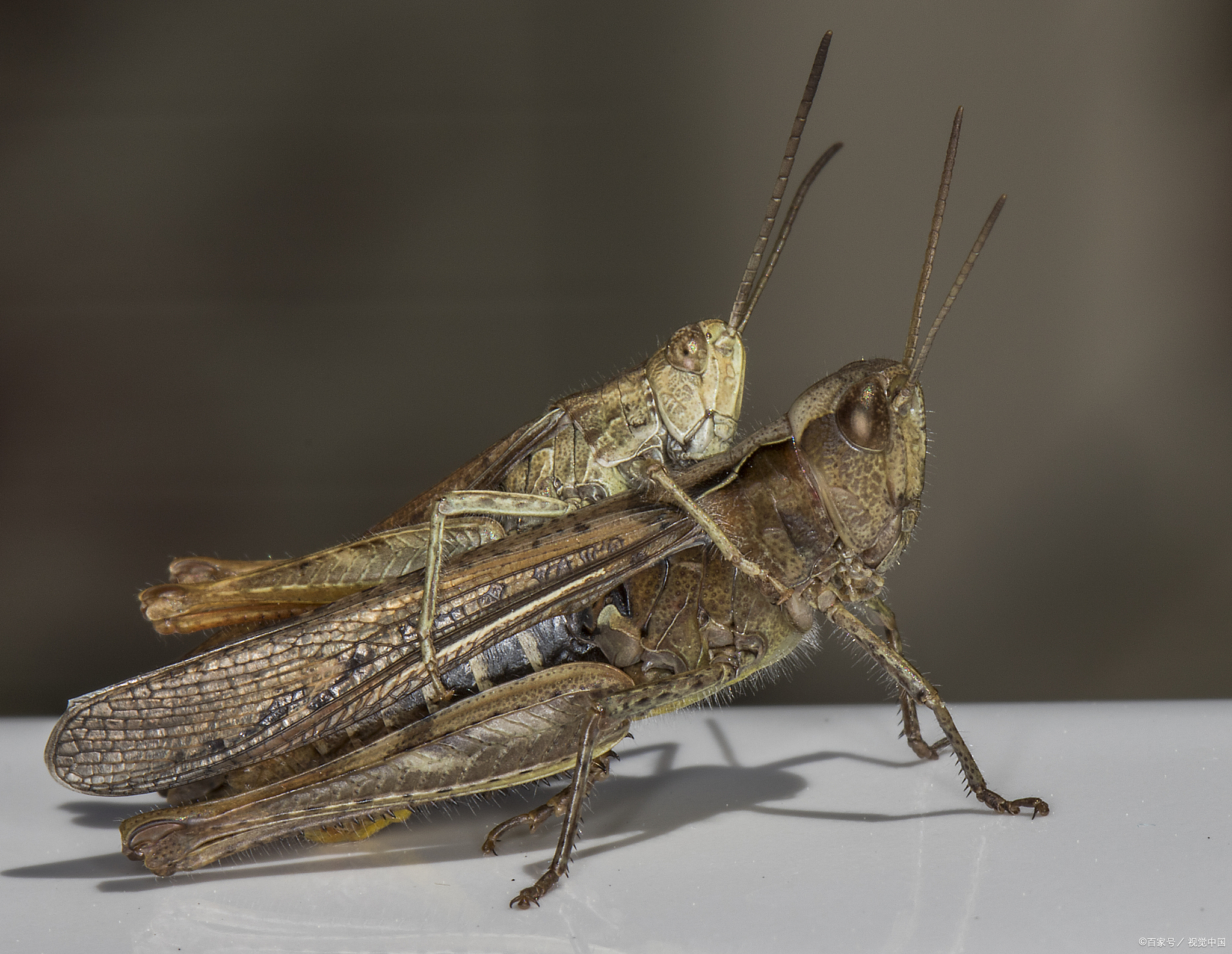 蝈蝈和蚂蚱的区别