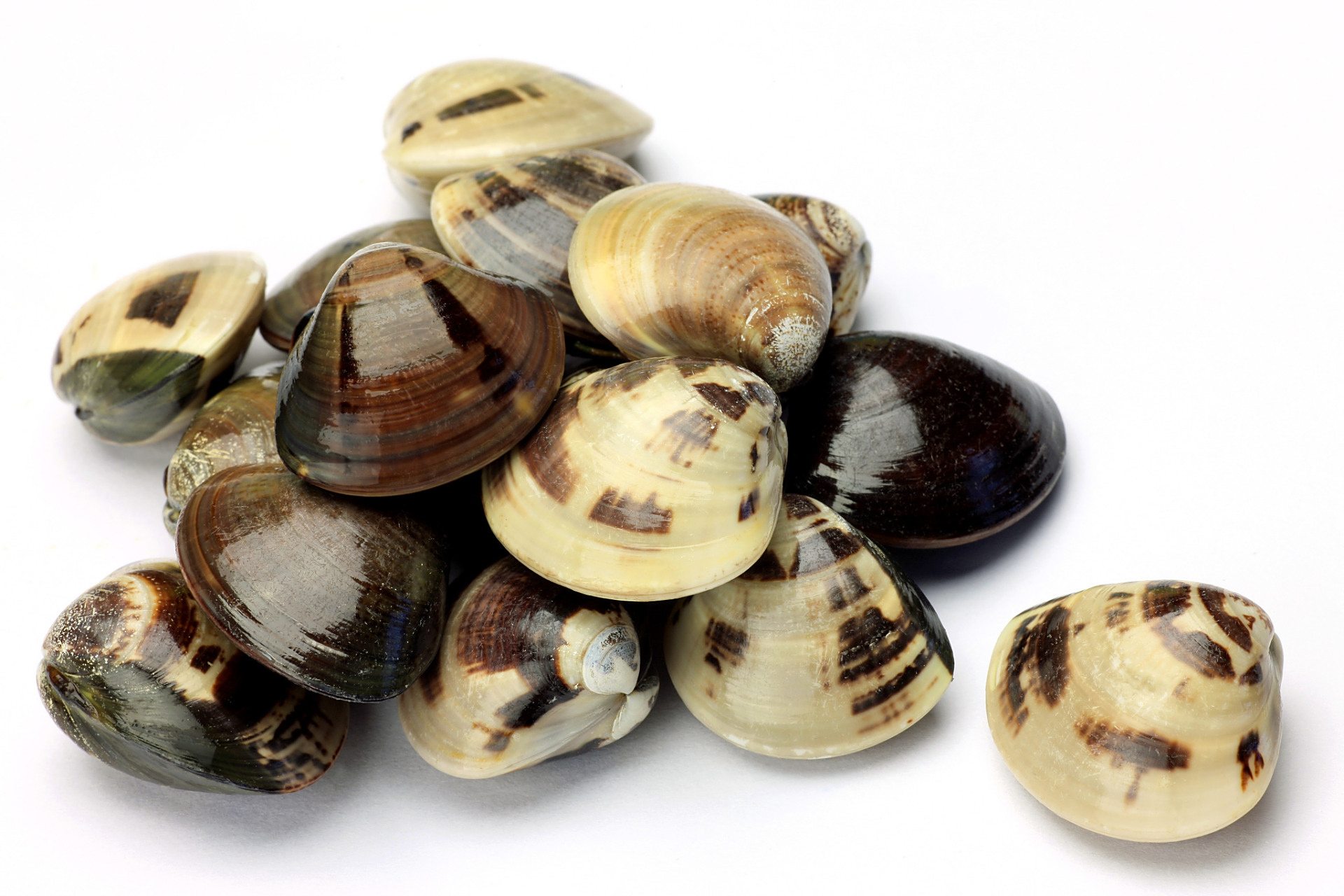 你将实现东风螺的高效养殖,为你的事业带来丰厚的回报.