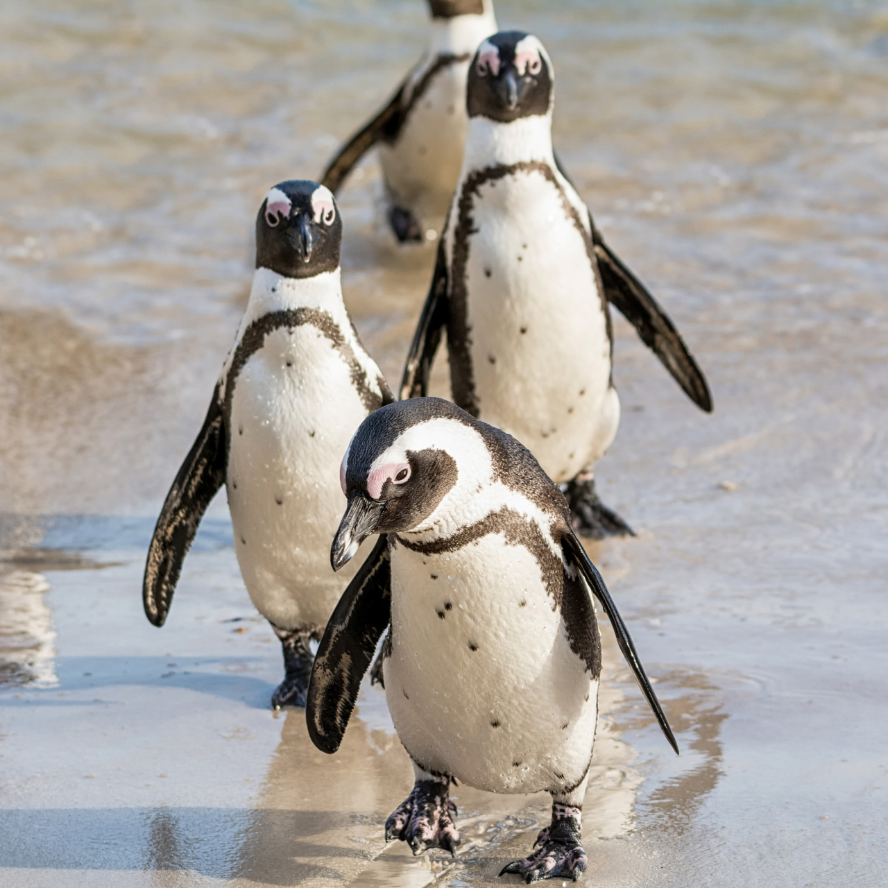 企鹅通常栖息在围绕南极洲和赤道附近的亚南极地区,如南美洲,南非和