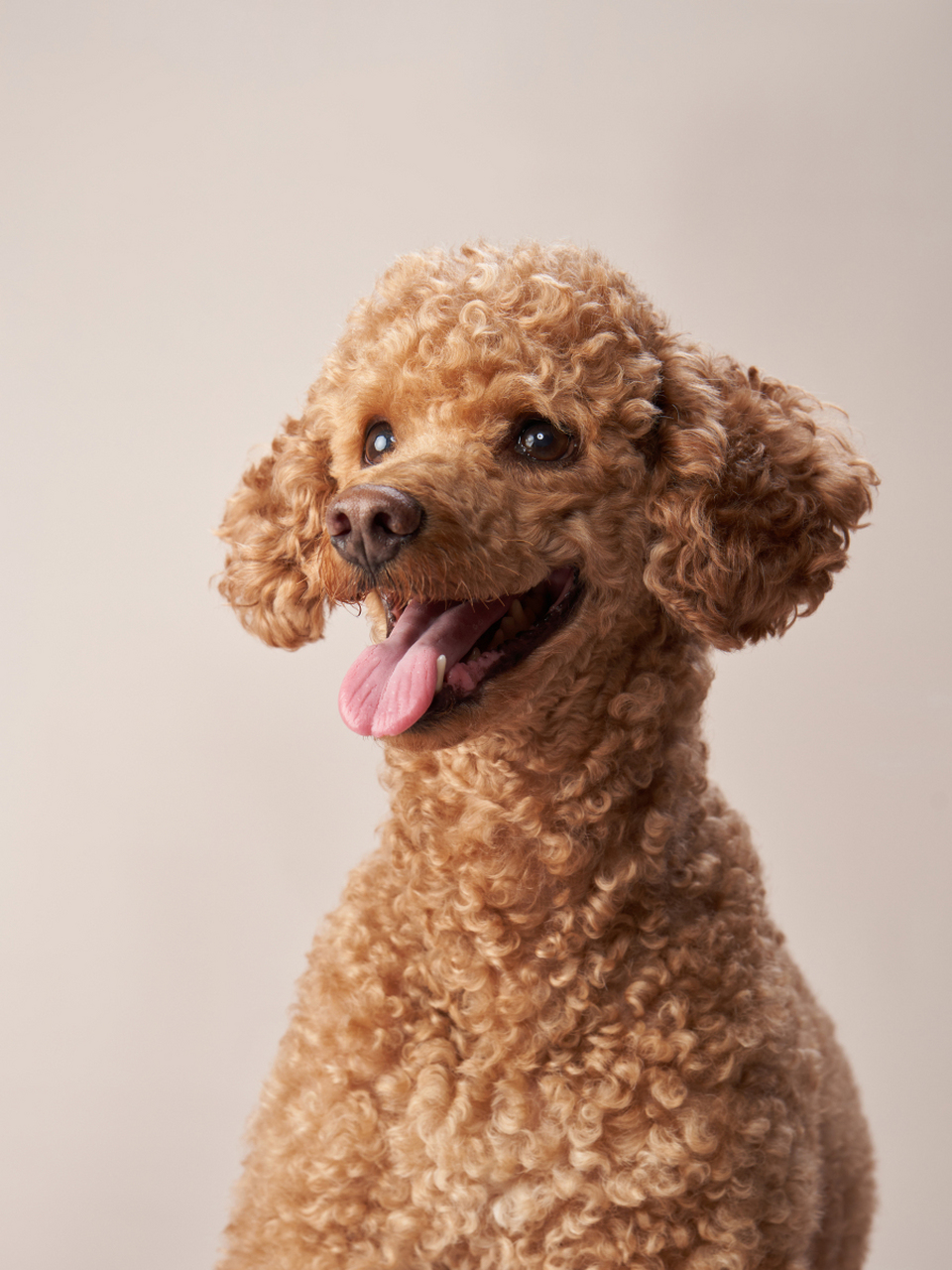 当你提起泰迪,或许你会想到的是那个毛茸茸,圆滚滚的小型犬