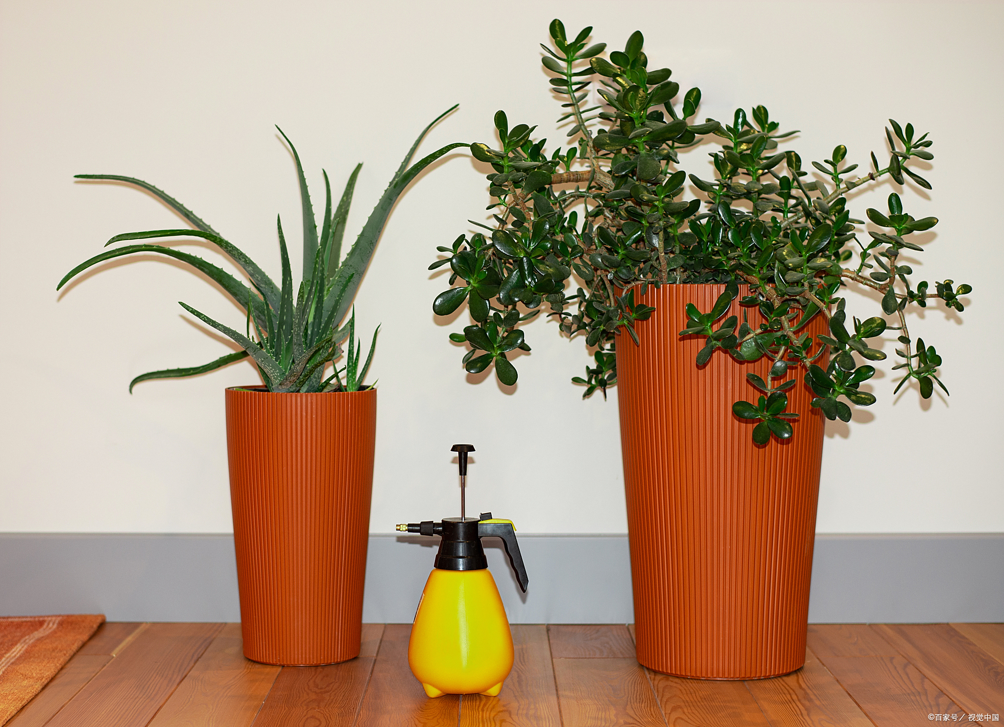 又高又深的花盆适合种植高大的植物或需要深根系的植物,如竹子,紫薇