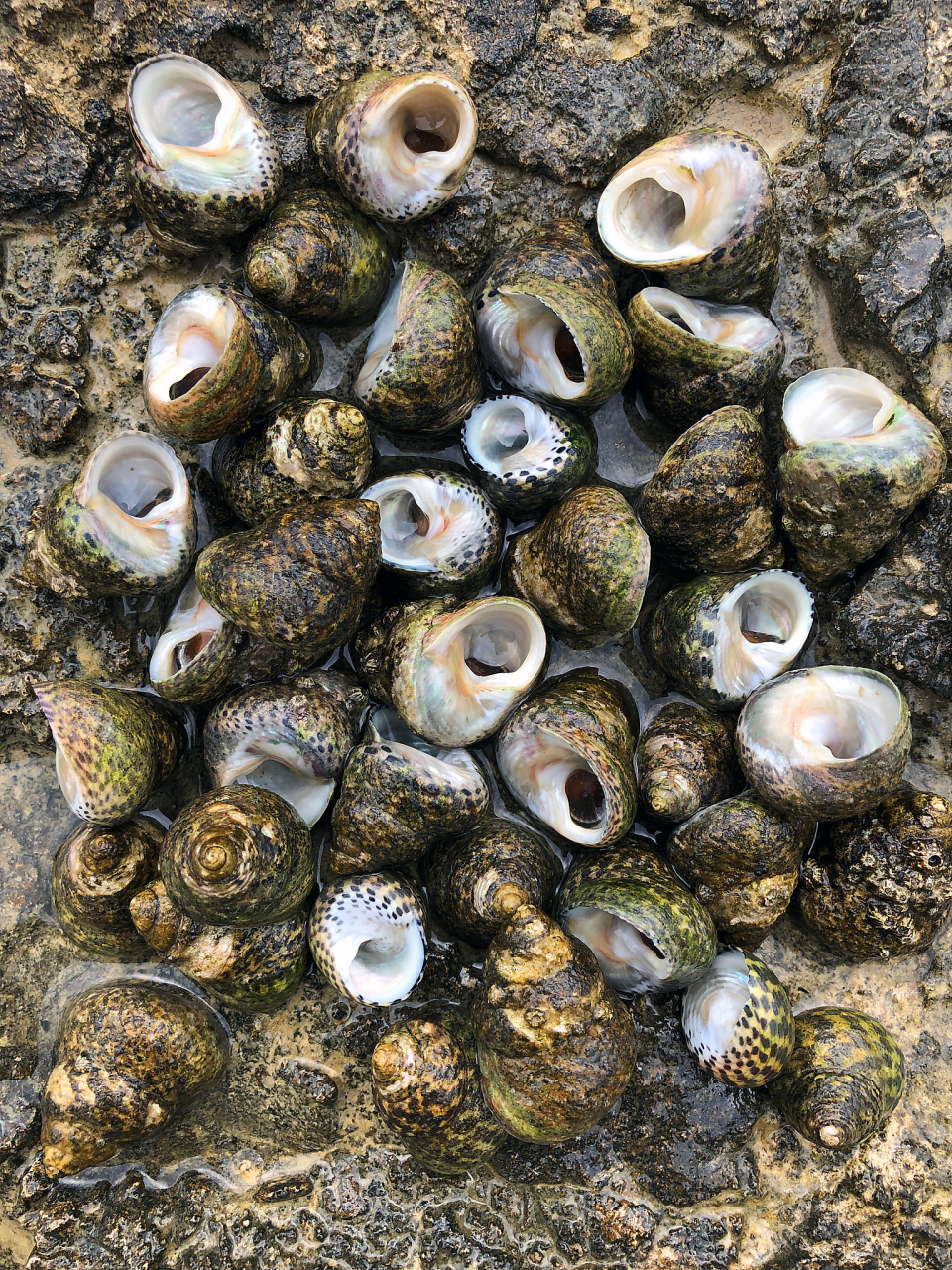 🤤这小小的螺蛳,不仅名字好听,更是味道超群,让人一吃难忘.