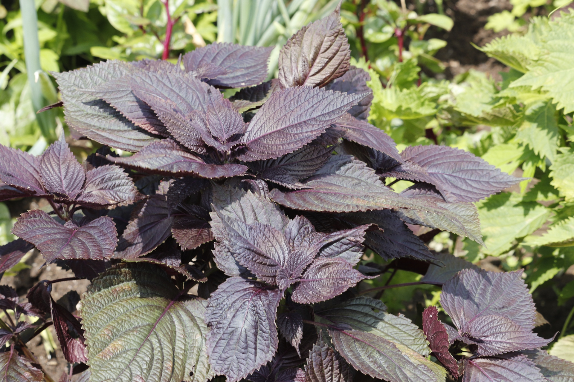 紫苏是一种具有浓郁香气的草本植物,常用于烹饪和药用