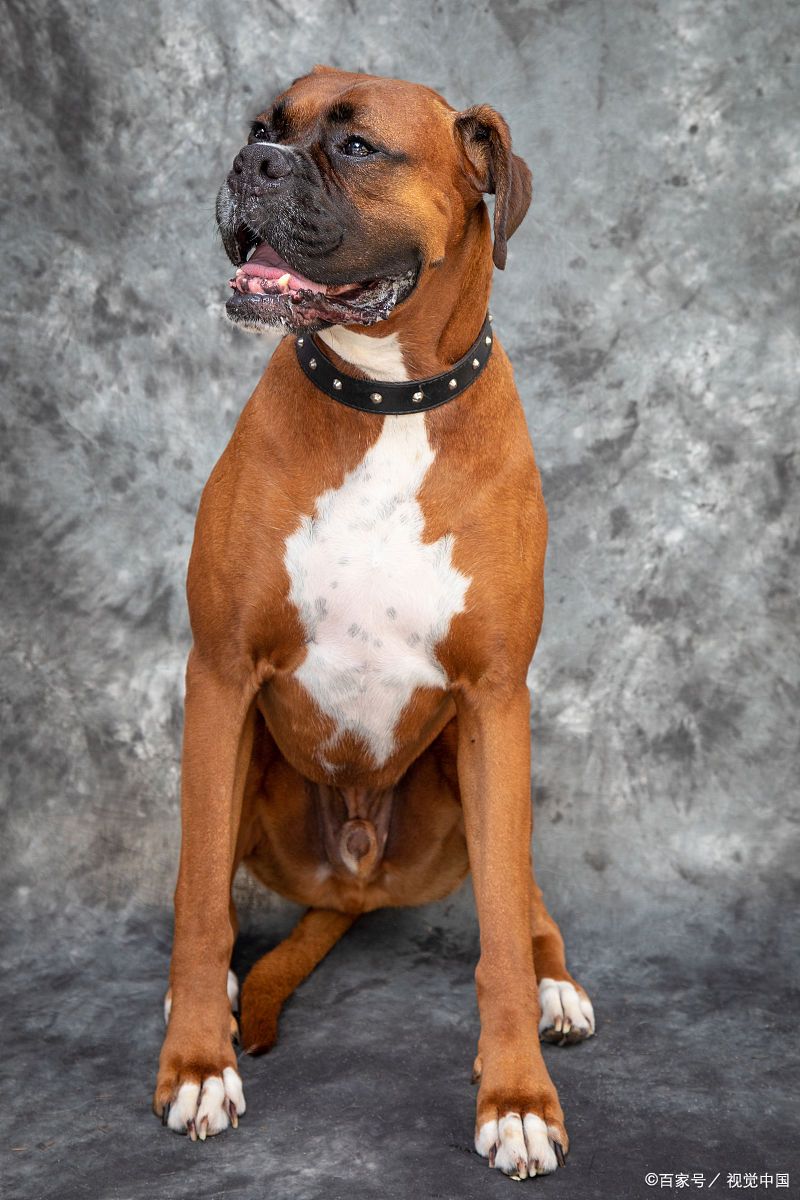 是一种优雅而矫健的中型猎犬,以其流线型的身体结构