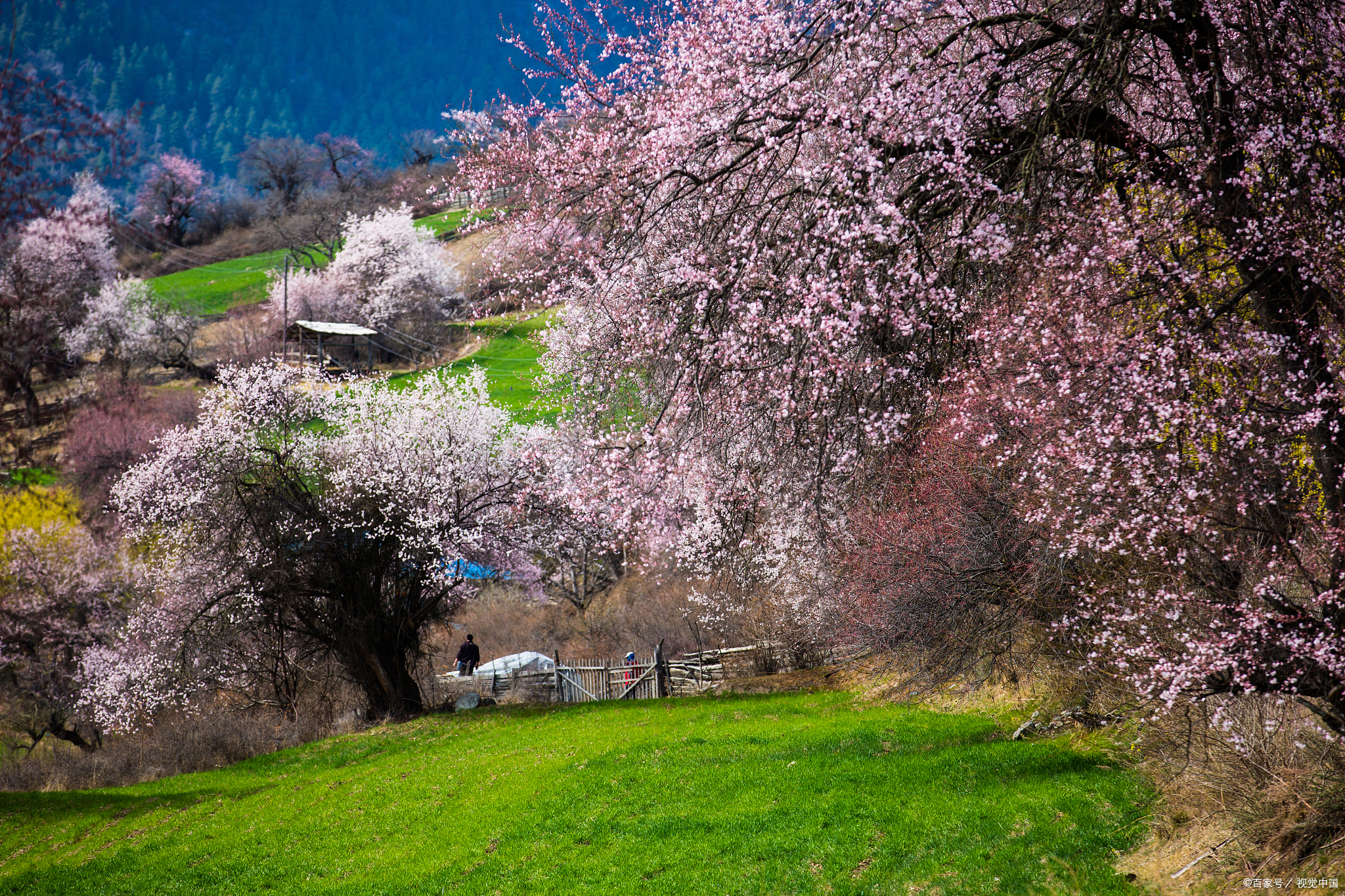 北疆的杏花开得汹涌磅礴将春天的气象漫卷