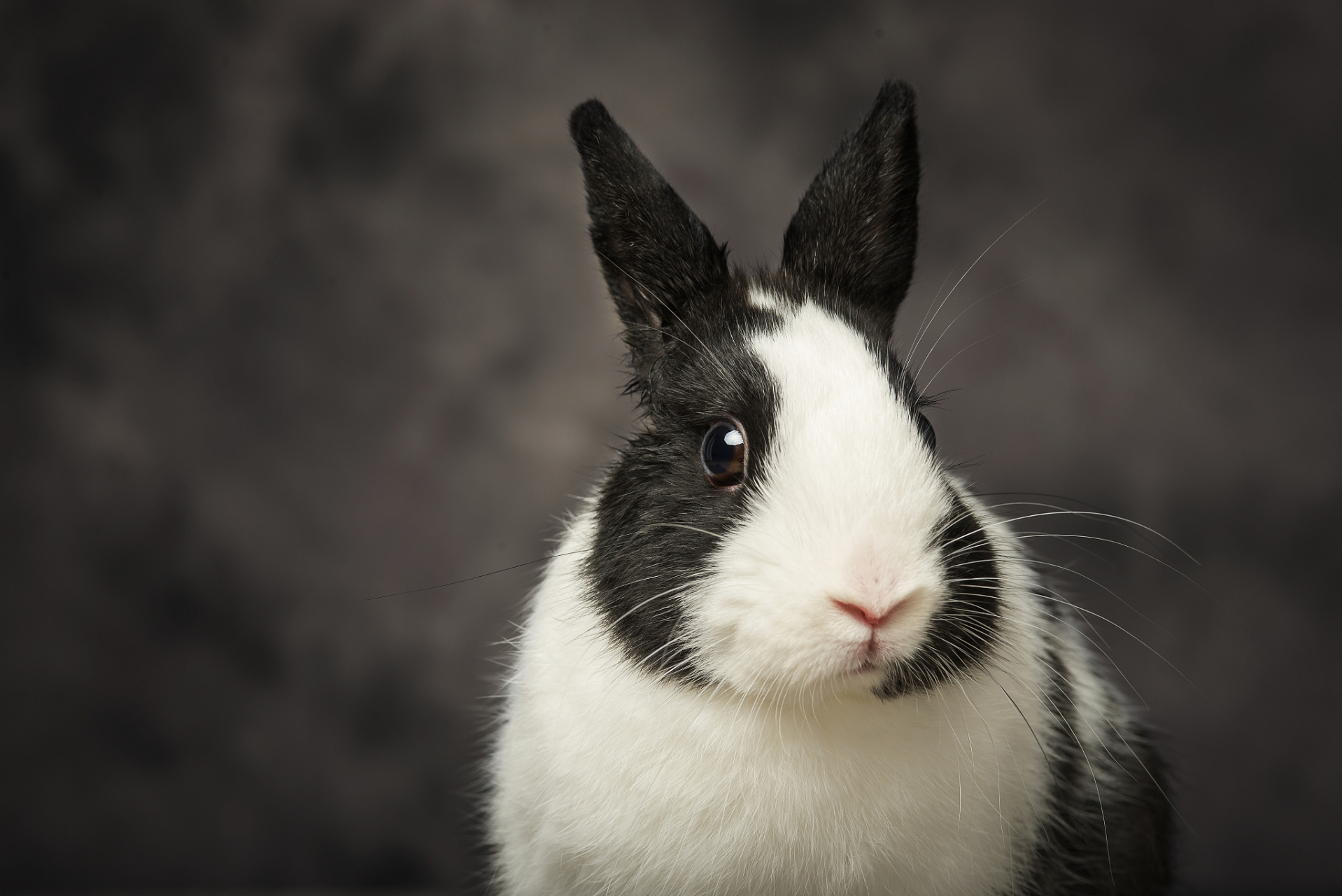 兔子的眼睛颜色主要受遗传基因影响,有多种颜色如褐色,蓝色,灰色等.